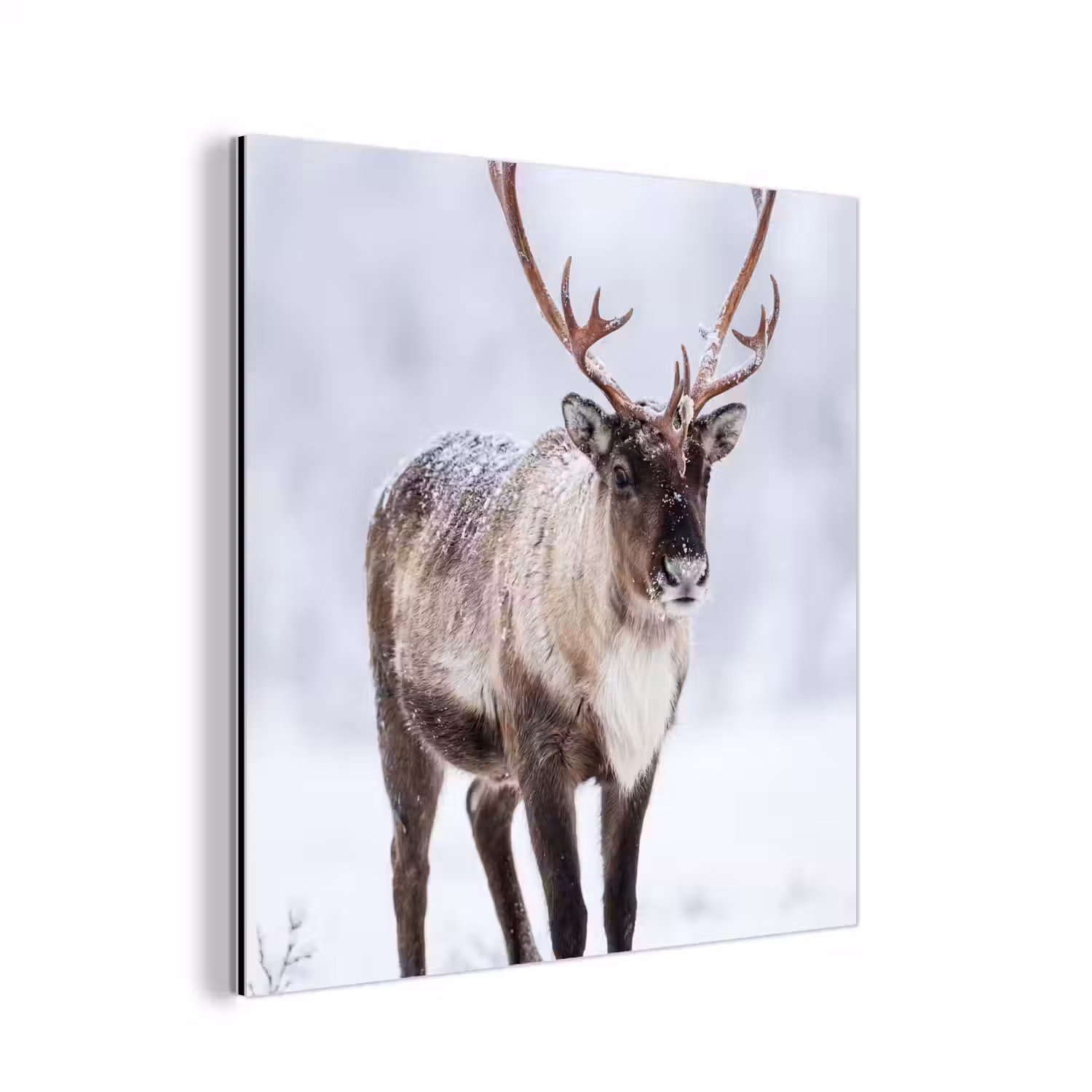 Rendier - Gewei - Toendra - Sneeuw - Wild aluminium wit klein -3d
