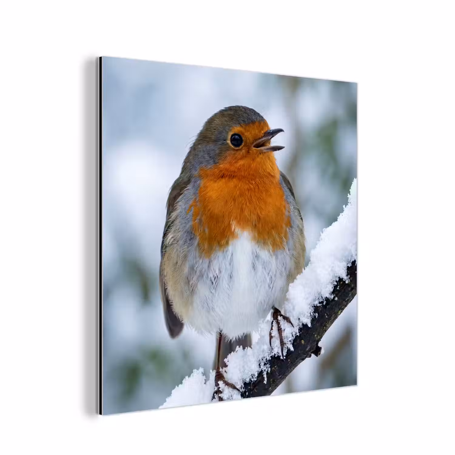 Roodborstje - Tak - Sneeuw - Winter - Levendig aluminium wit klein -3d