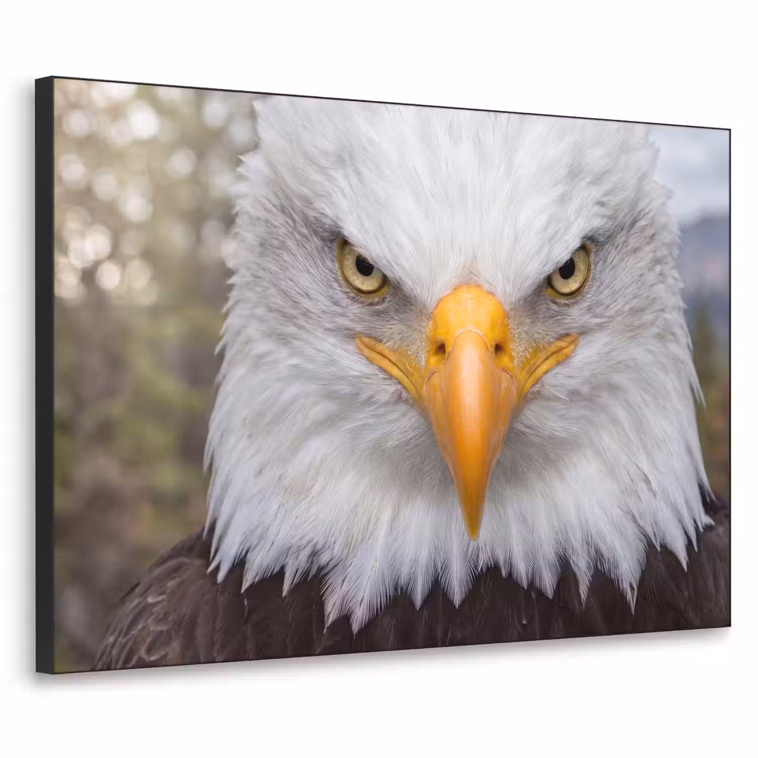 Amerikaans - Zeearend - Portret - Geel Textielframe zwart klein -3d