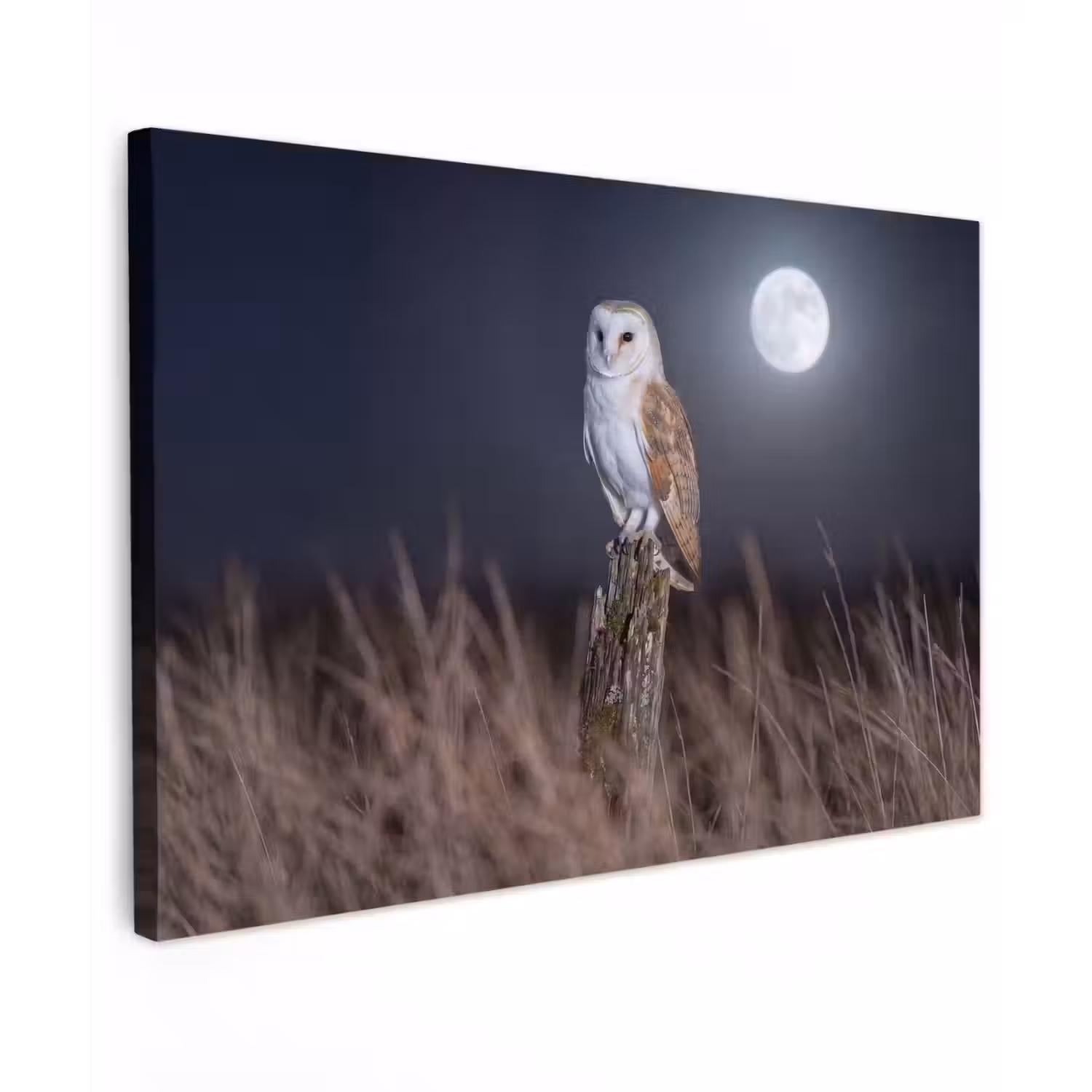 Kerkuil - Maan - Nacht canvas 2cm klein -z3d
