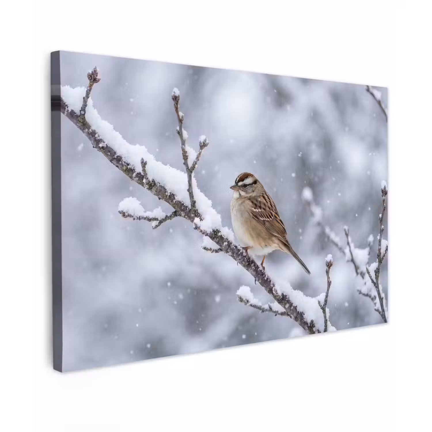 Vogel - Tak - Sneeuw - Winter canvas 2cm klein -z3d