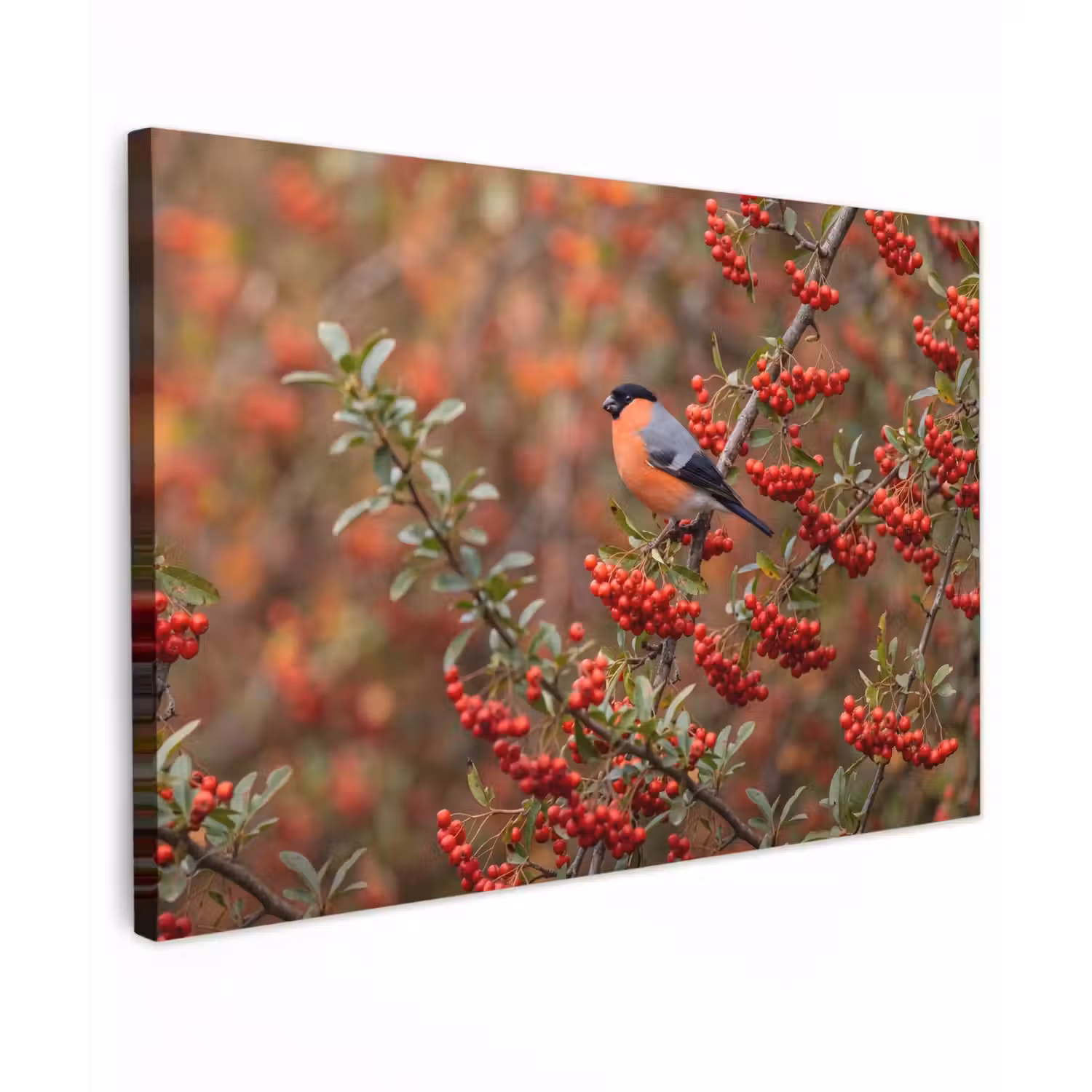 Goudvink - Bessen - Herfst - Natuur - Kleurrijk canvas 2cm klein -z3d