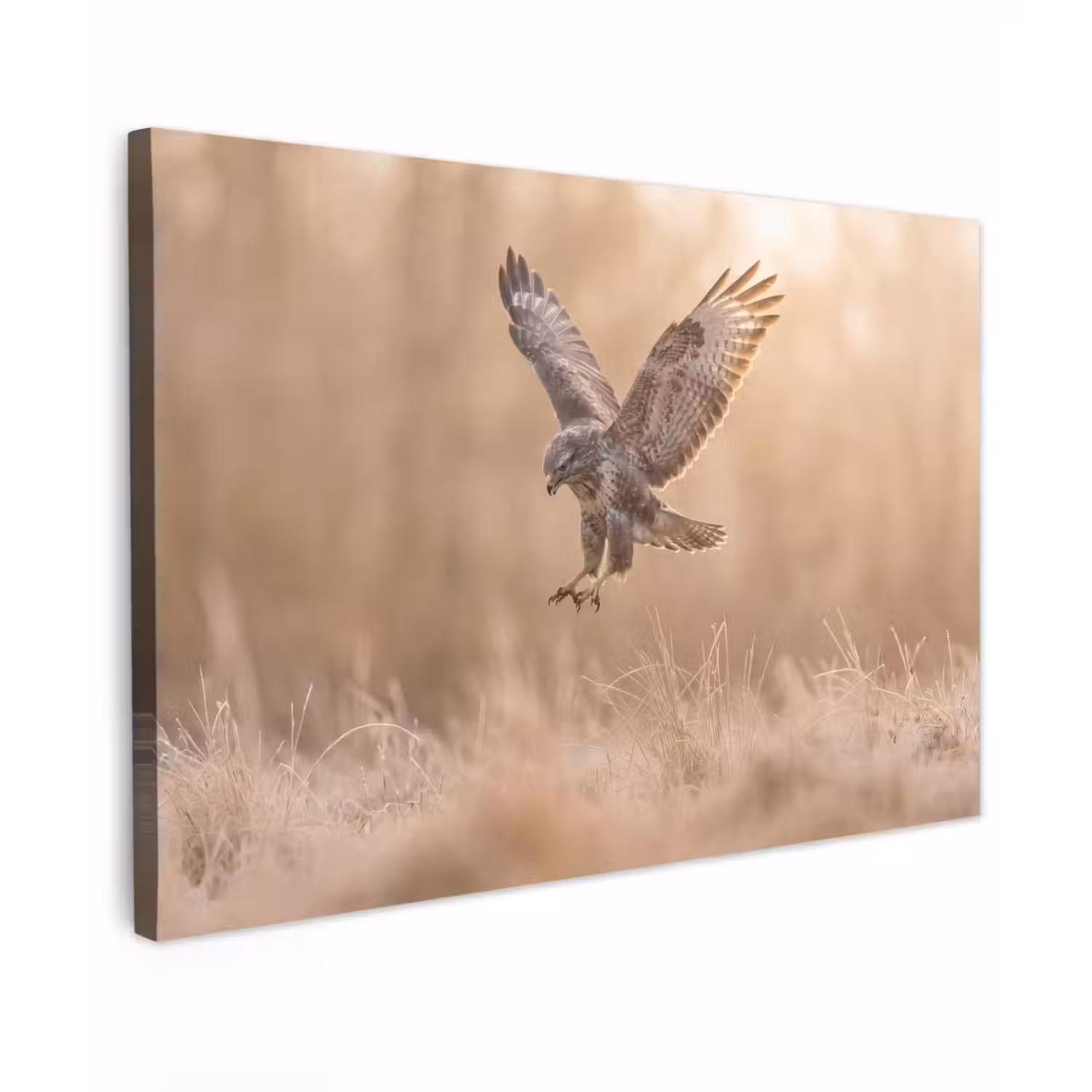 Buizerd - Roofvogel - Natuur - Bruin canvas 2cm klein -z3d