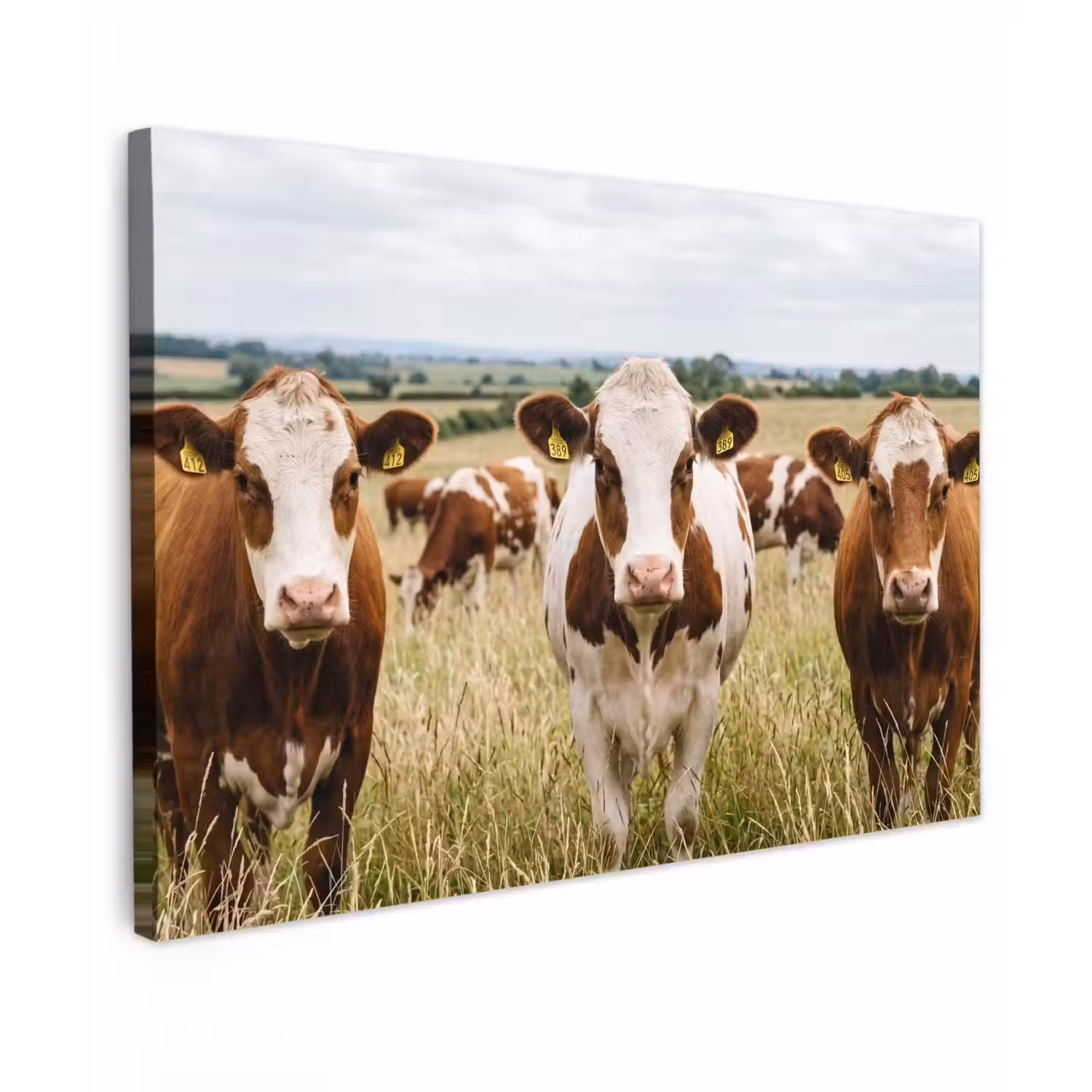 Koeien - Portret - Weide - Boerderij - Nieuwsgierig canvas 2cm klein -z3d