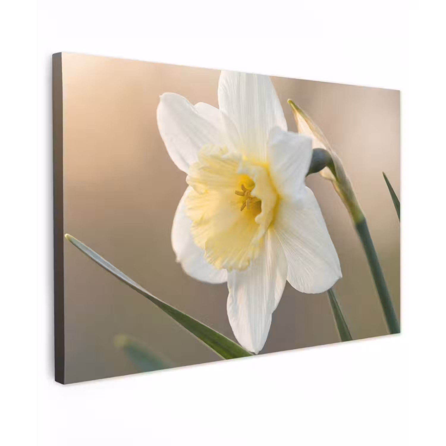 Narcis - Bloem - Minimalistisch canvas 2cm klein -z3d