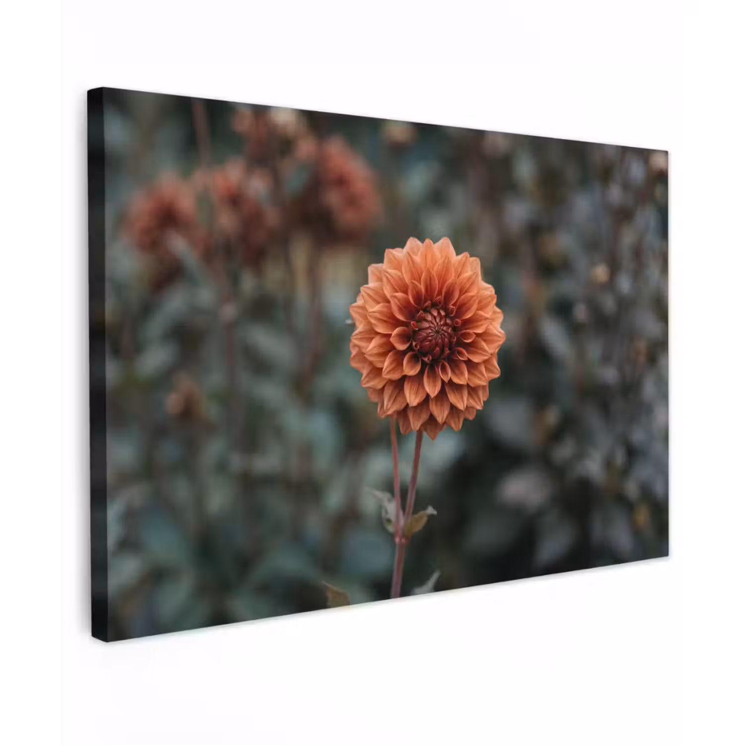 Dahlia - Bloem - Natuur - Sfeervol canvas 2cm klein -z3d
