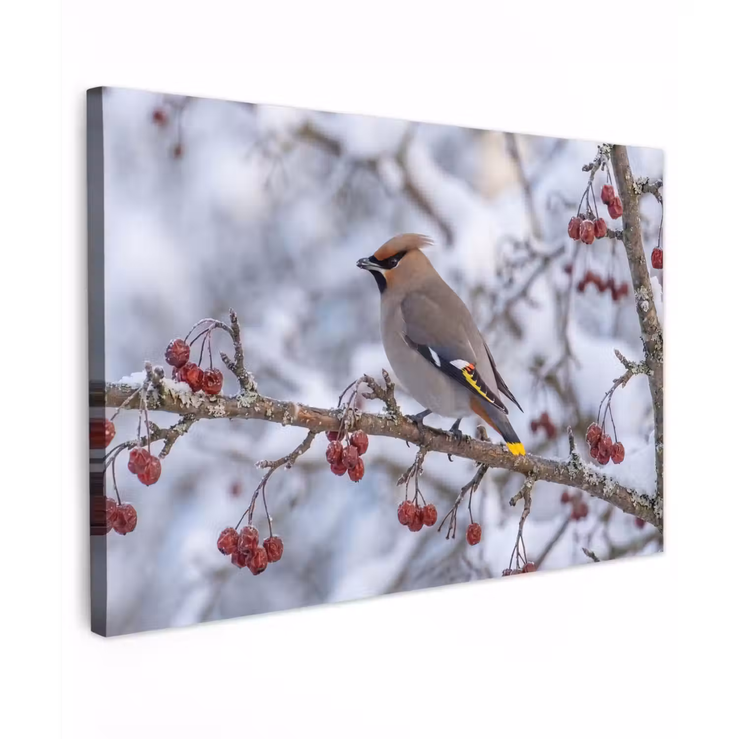 Pestvogel - Bessen - Winter - Natuur canvas 2cm klein -z3d
