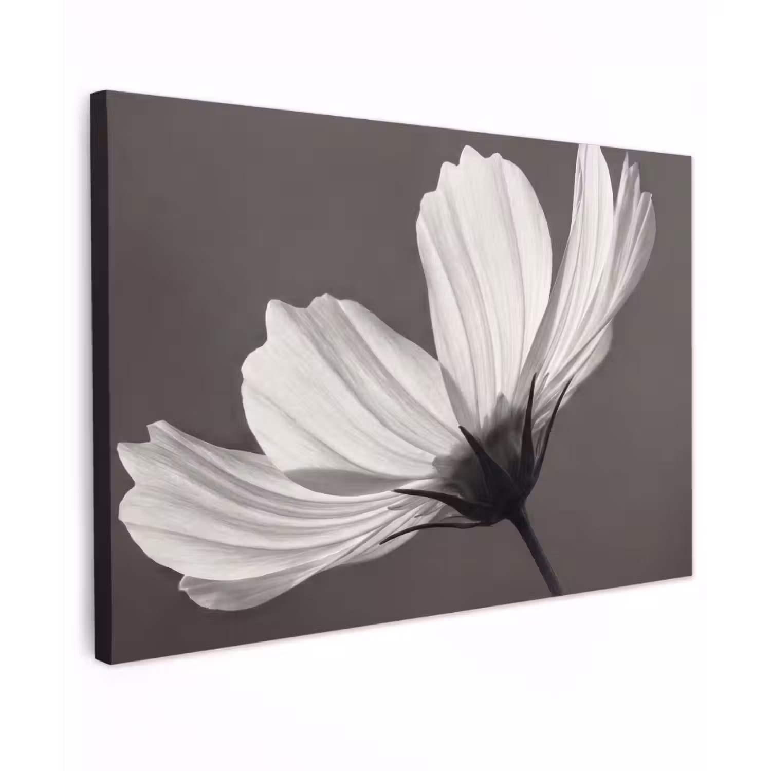 Bloem - Minimalistisch - Zwart - Wit canvas 2cm klein -z3d