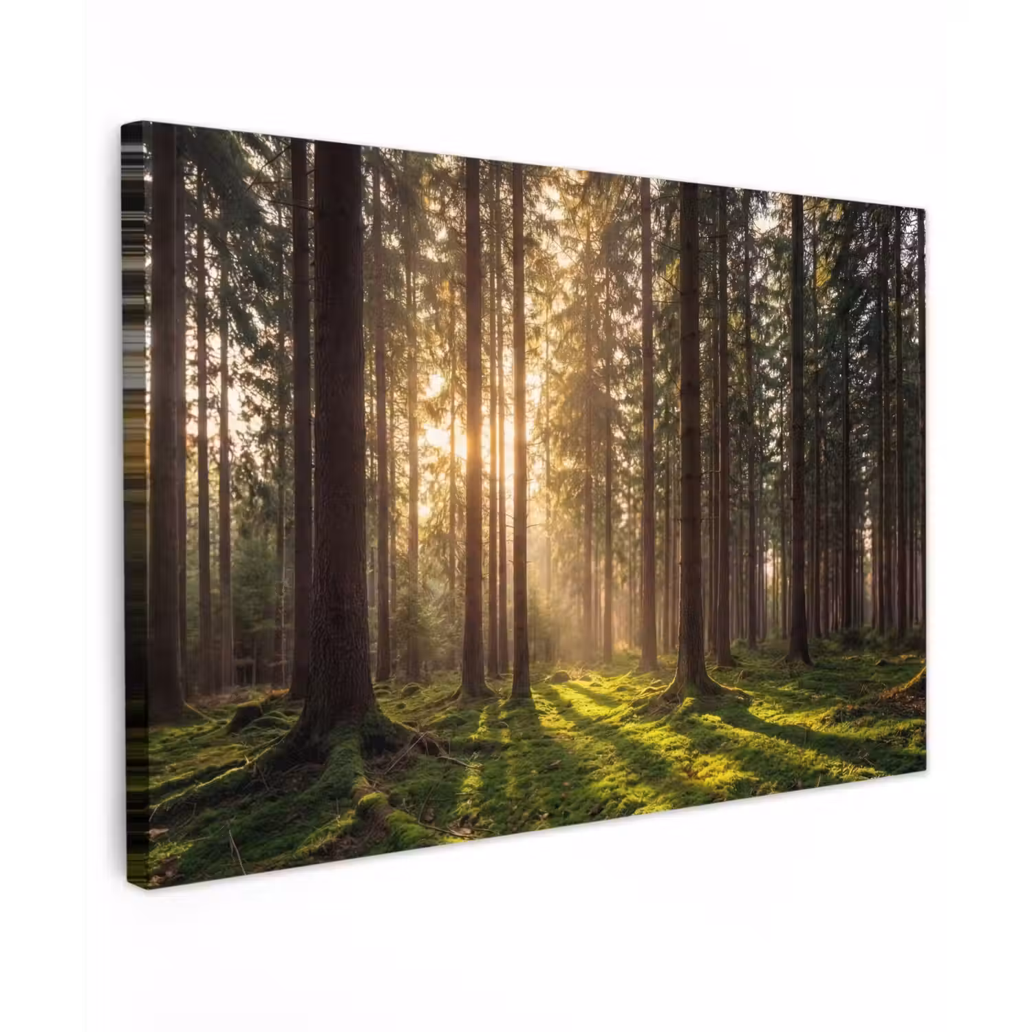 Bos - Gras - Zonlicht canvas 2cm klein -z3d