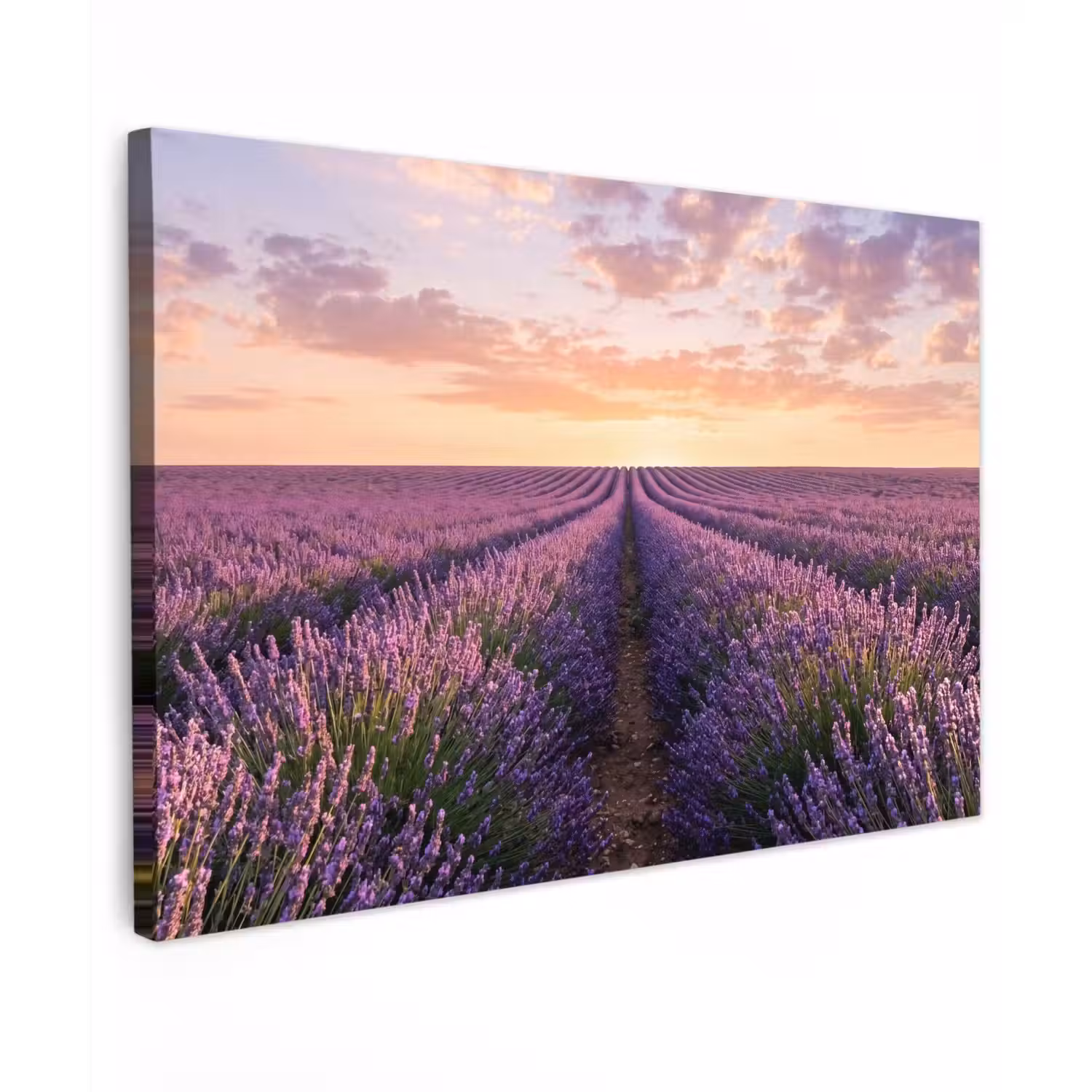 Landschap - Lavendelveld - Paars canvas 2cm klein -z3d
