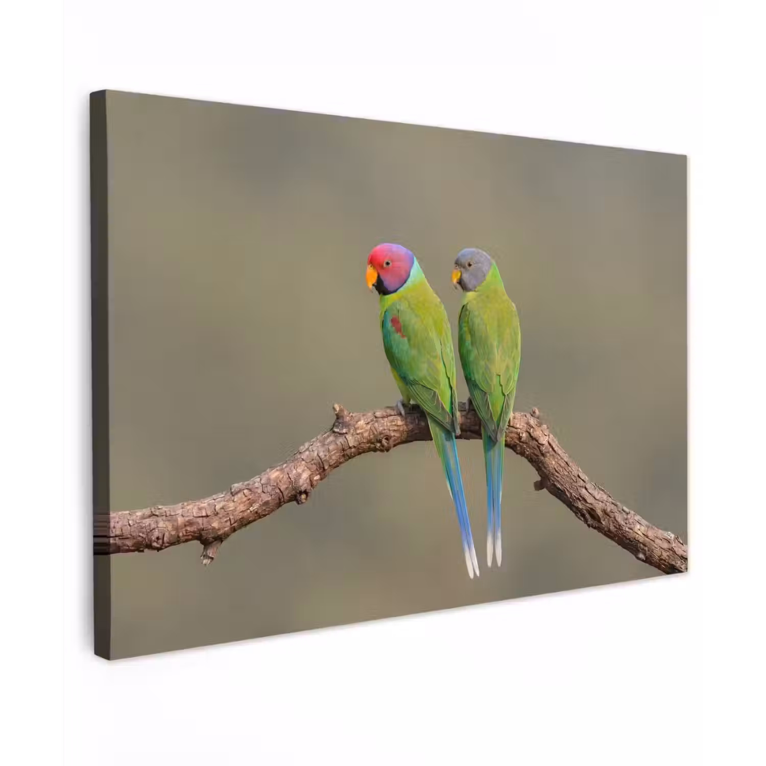 Papagaai - Tak - Natuur - Kleurrijk canvas 2cm klein -z3d