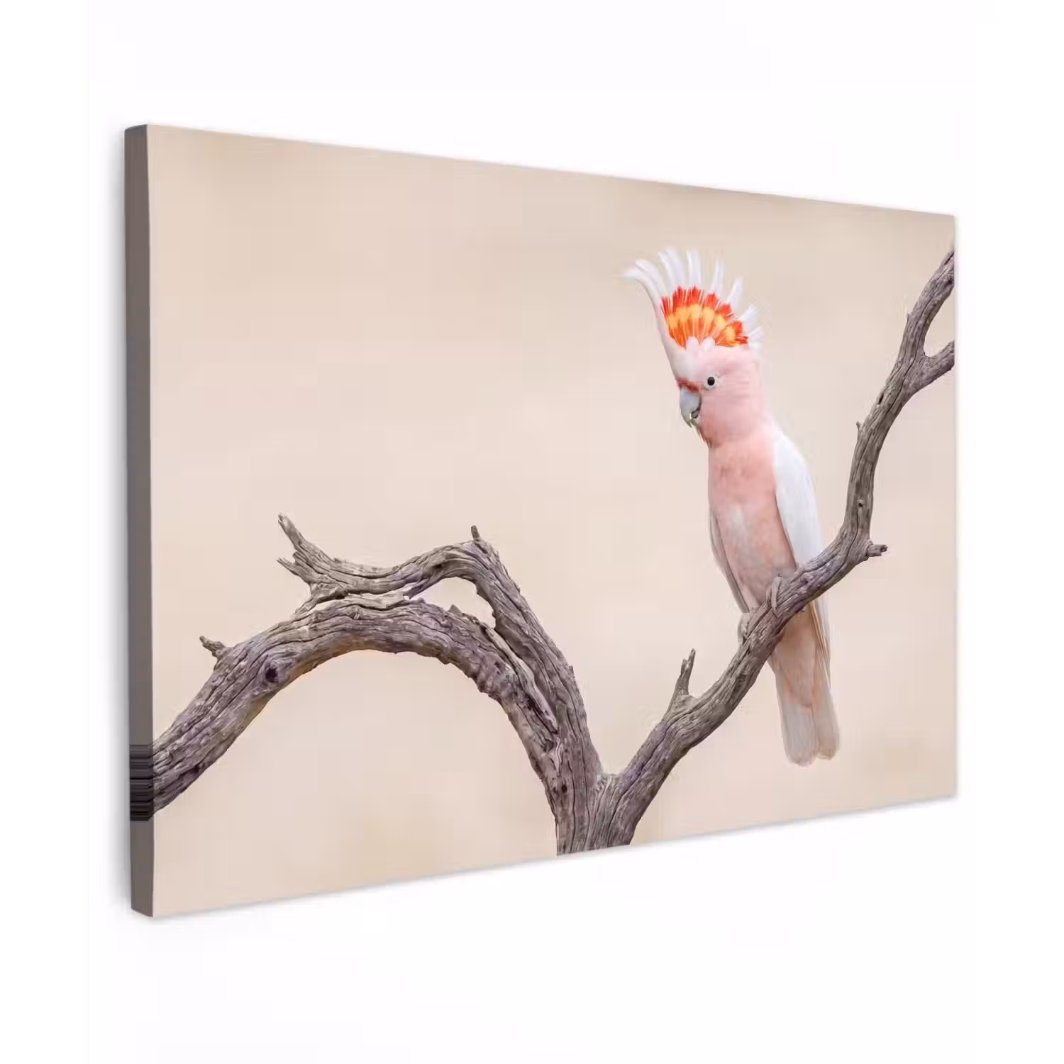 Papagaai - Tak - Roze canvas 2cm klein -z3d