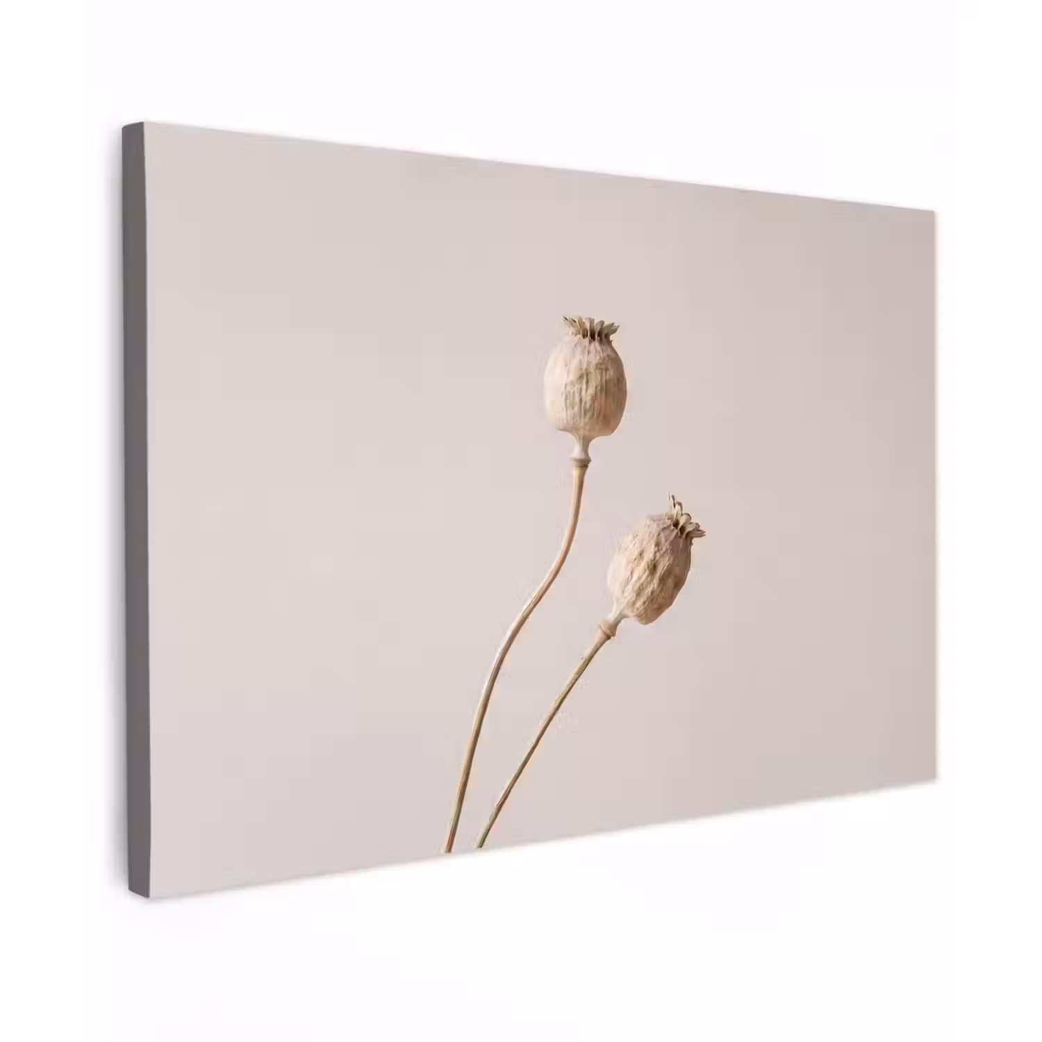 Papaverbollen - Droogbloemen - Minimalistisch - Beige - Rustig canvas 2cm klein -z3d