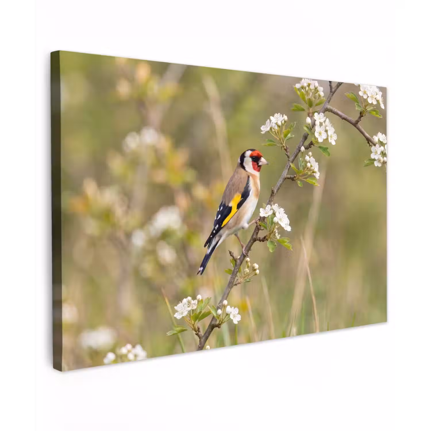 Putter - Bloesem - Lente - Natuur - Kleurrijk canvas 2cm klein -z3d