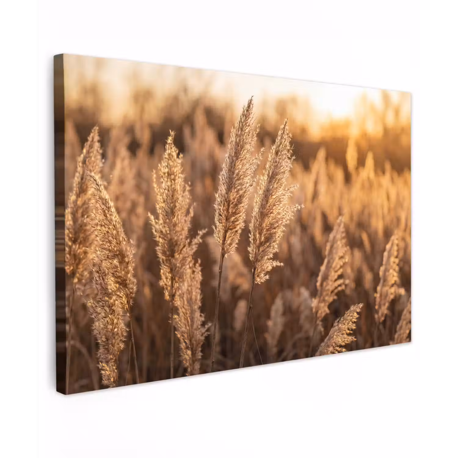 Rietpluimen - Gras - Zonsondergang - Goud - Serene canvas 2cm klein -z3d