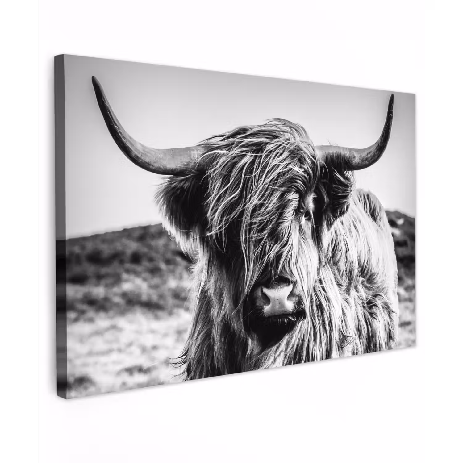 Schotse hooglander - Natuur - Koe - Zwart - Wit canvas 2cm klein -z3d