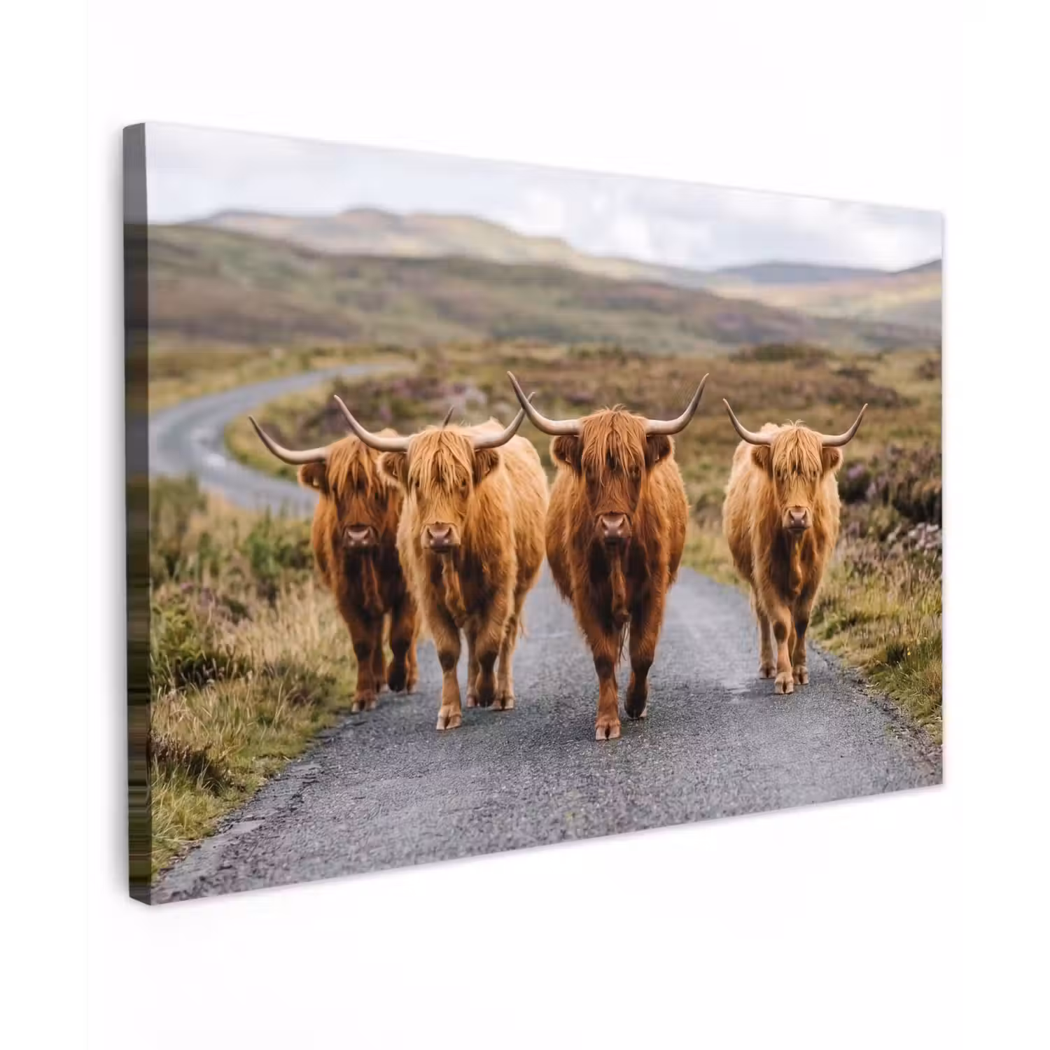 Schotse Hooglanders - Weg - Landschap - Kudde canvas 2cm klein -z3d