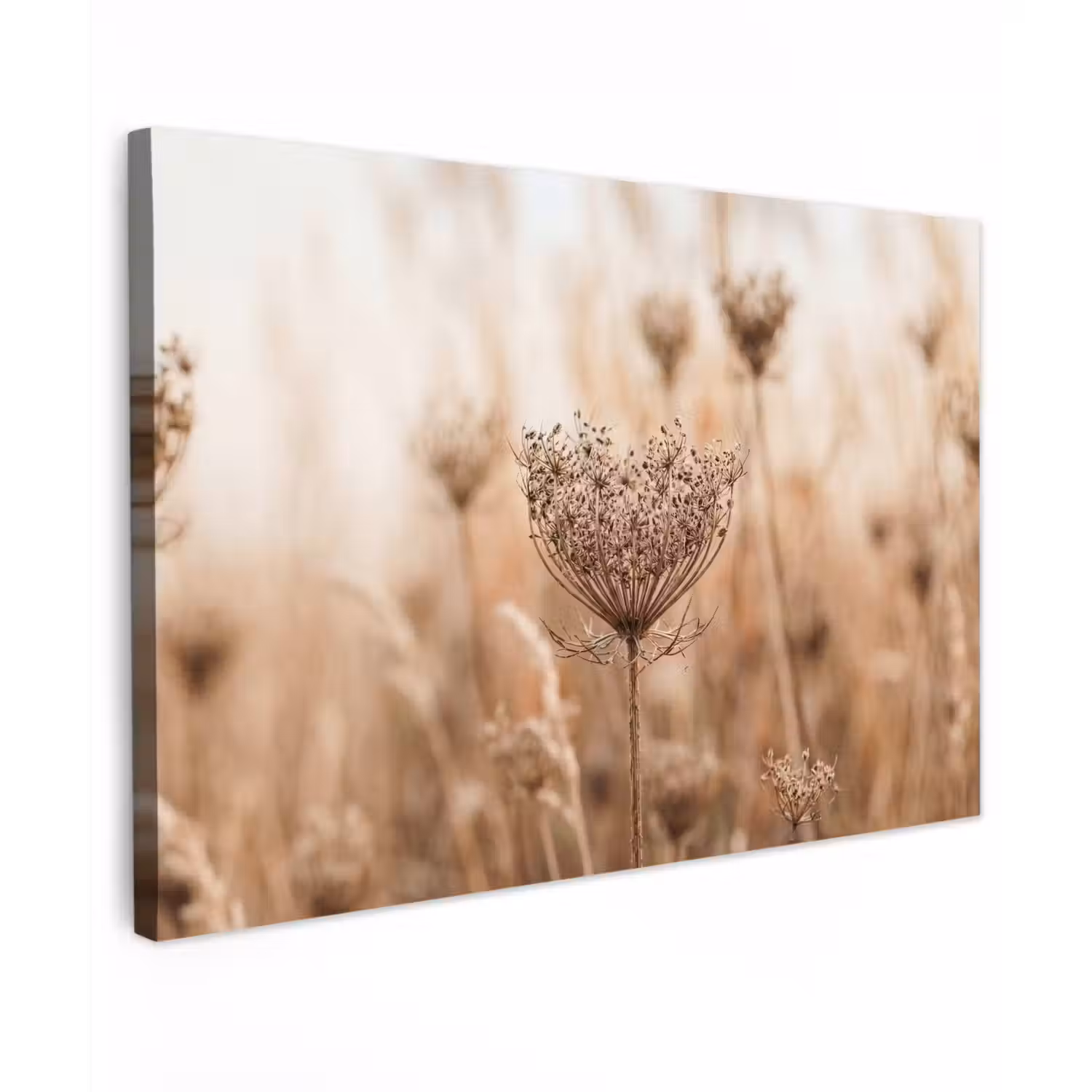 Schermbloem - Droogbloem - Winter - Beige - Minimalistisch canvas 2cm klein -z3d