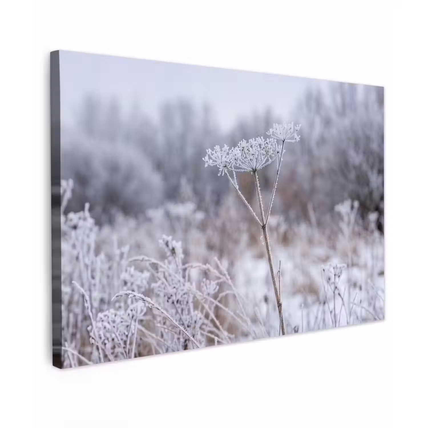 Schermbloem - Rijp - Kristallen - Winter - Delicaat canvas 2cm klein -z3d