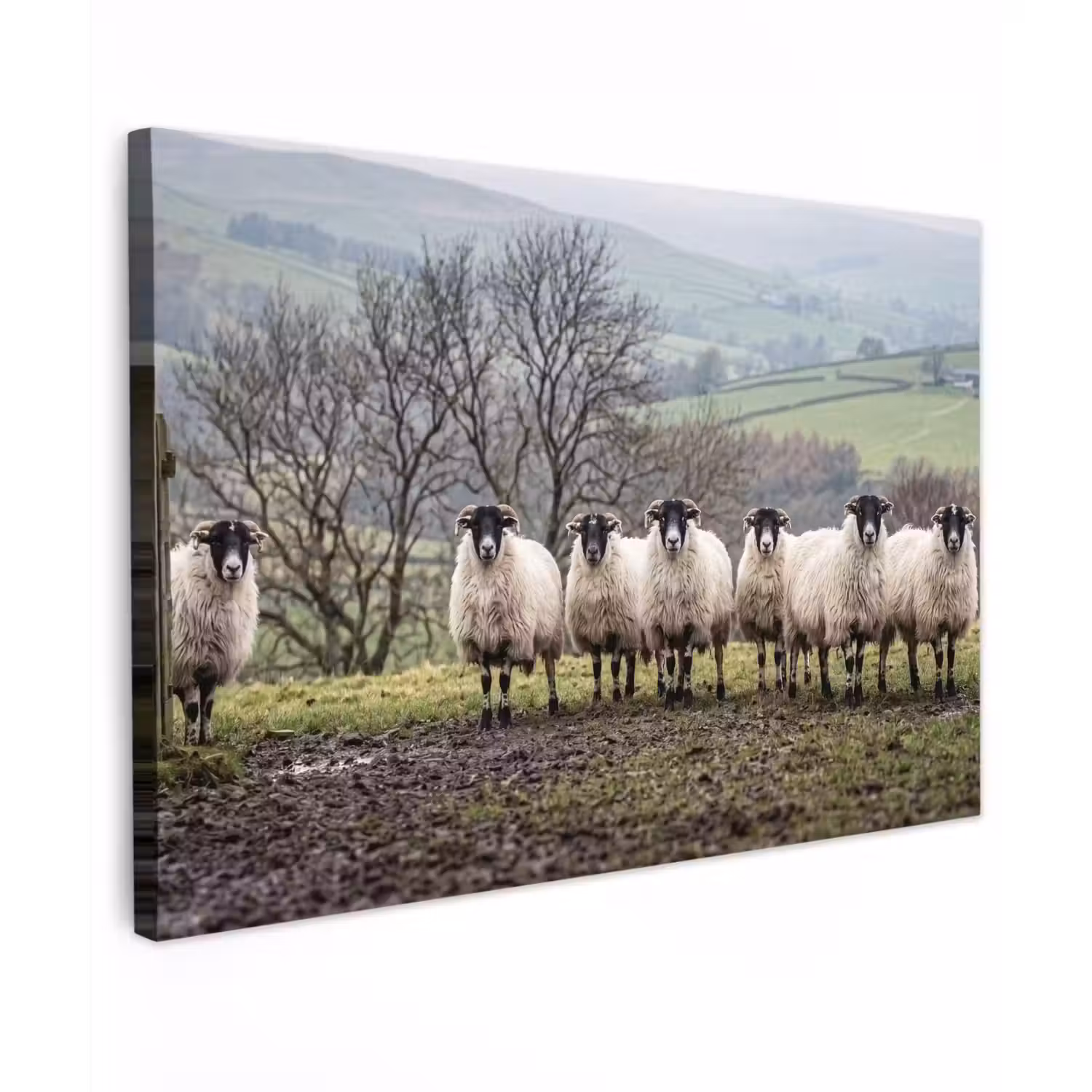 Schapen - Rij - Weide - Dieren - Platteland canvas 2cm klein -z3d