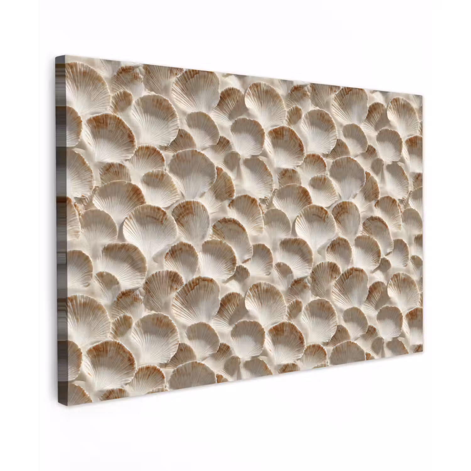 Schelpen - Waaiervorm - Wit canvas 2cm klein 34 -z3d