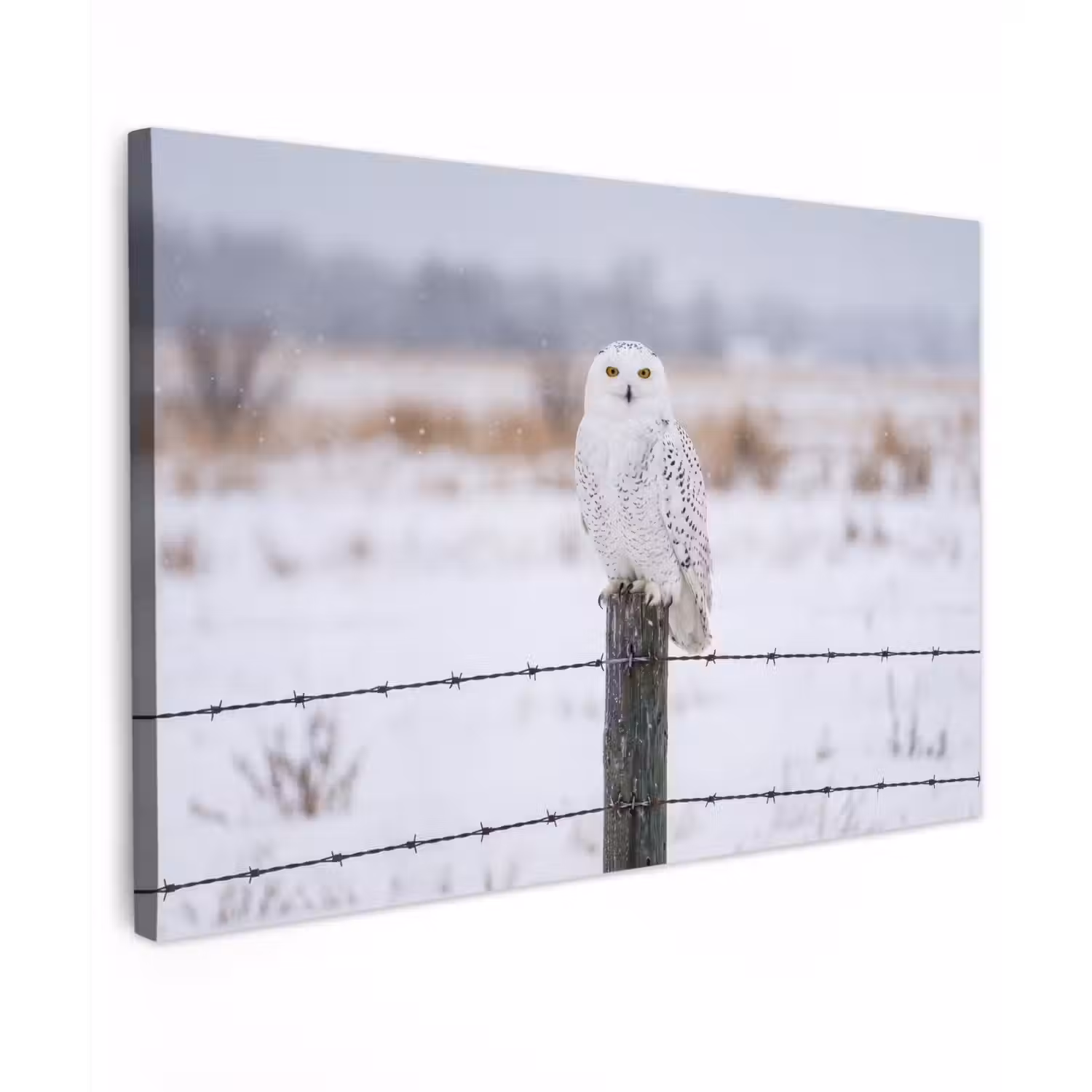 Sneeuwuil - Hek - Sneeuw - Wit canvas 2cm klein -z3d