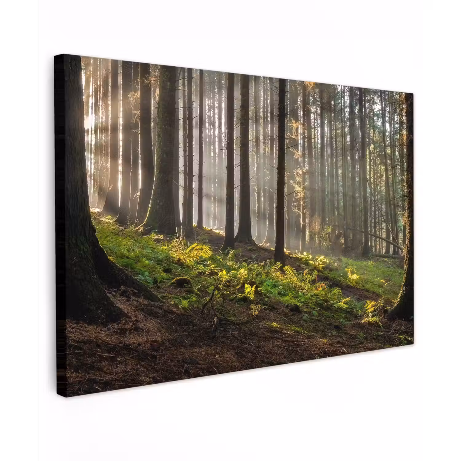 Zon - Takken - Bomen - Bos - Natuur canvas 2cm klein -z3d
