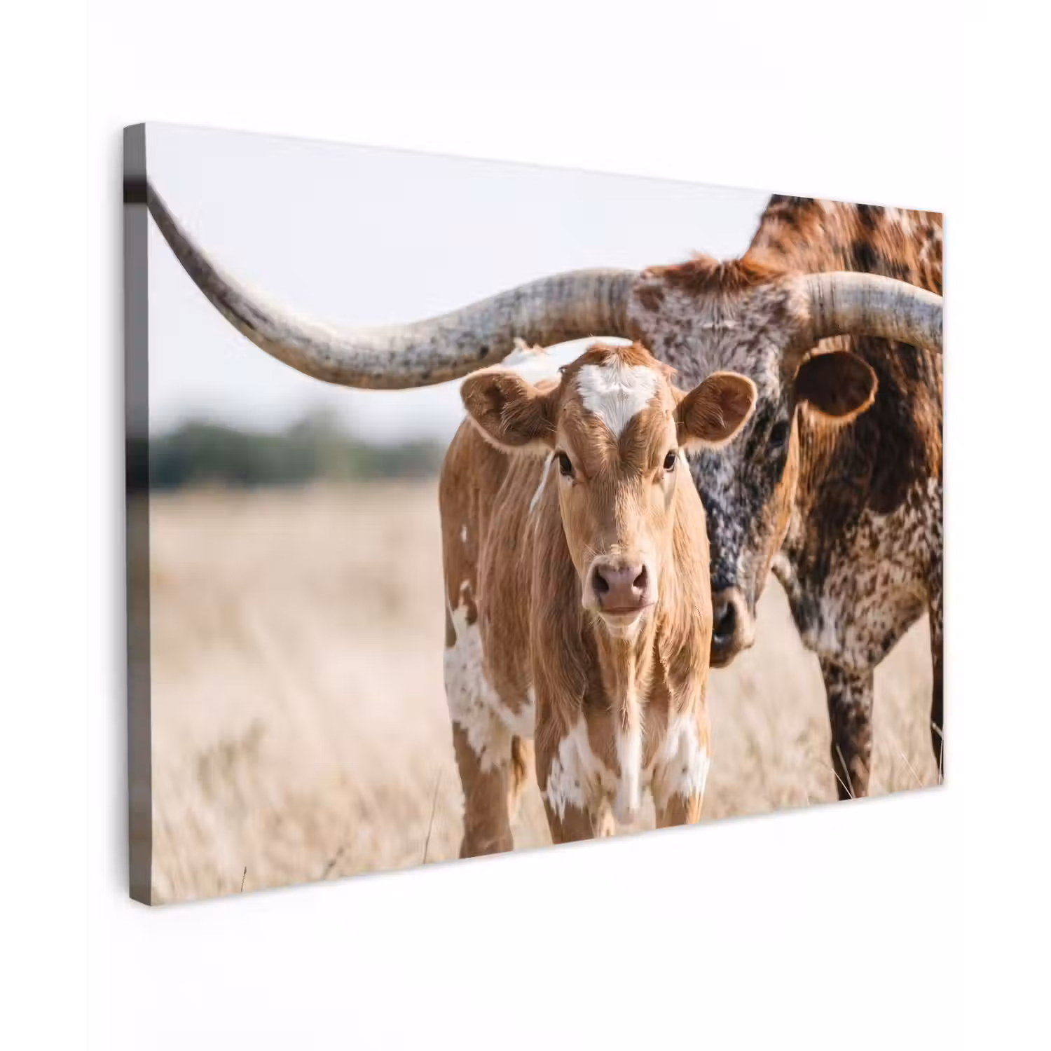 Texas Longhorn - Kalf - Weide - Dieren canvas 2cm klein -z3d