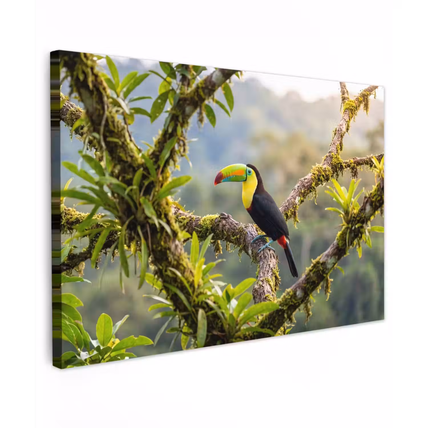 Toekan - Jungle - Natuur - Kleurrijk canvas 2cm klein -z3d