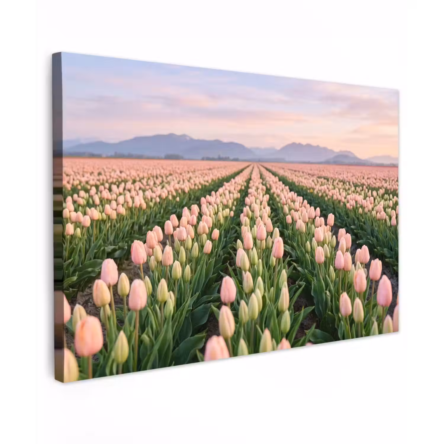 Tulpen - Landschap - Roze canvas 2cm klein -z3d