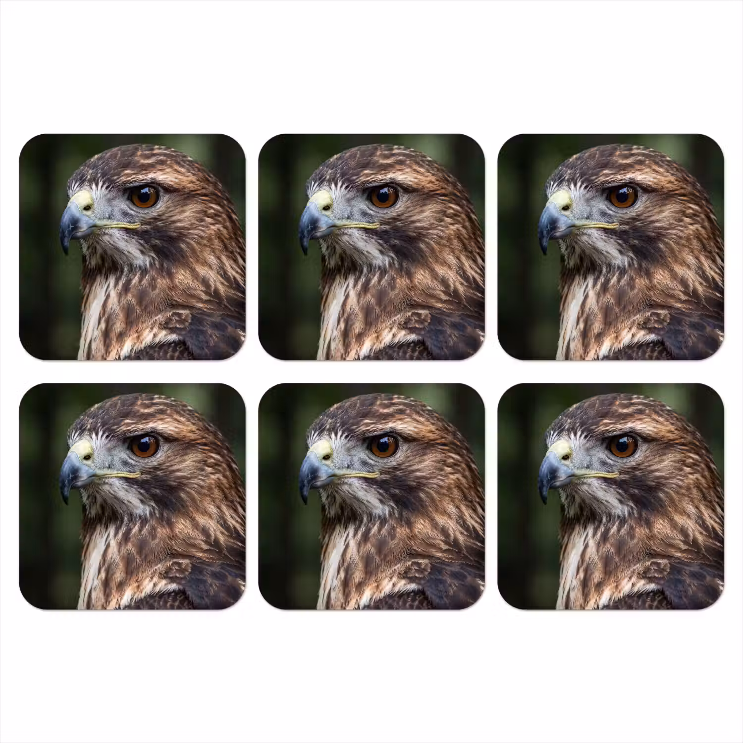 Buizerd - Roofvogel - Natuur - Bruin onderzetter kurk middel -3d