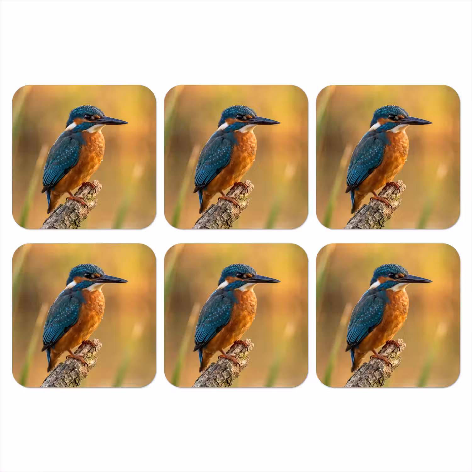IJsvogel - Tak - Water - Kleurrijk - Levendig onderzetter kurk middel -3d
