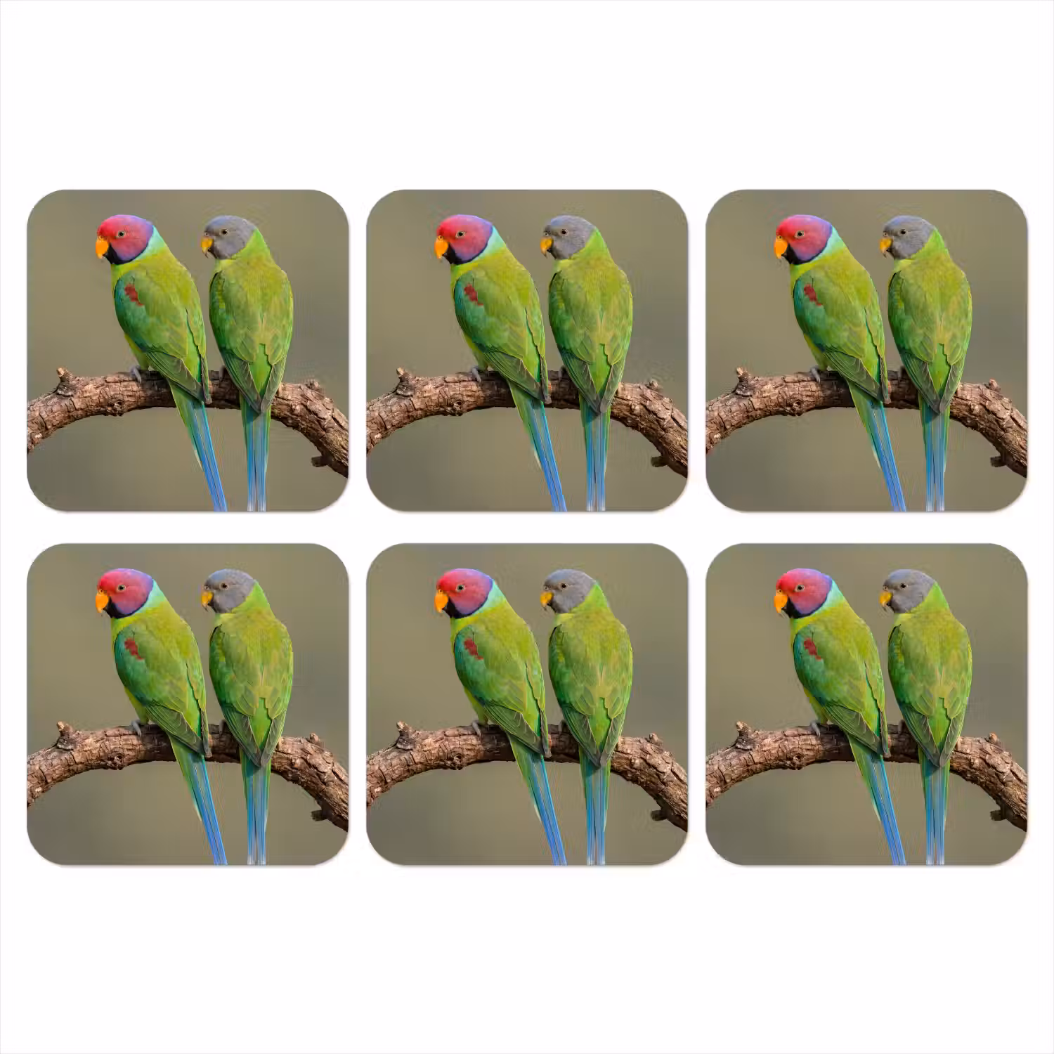 Papagaai - Tak - Natuur - Kleurrijk onderzetter kurk middel -3d