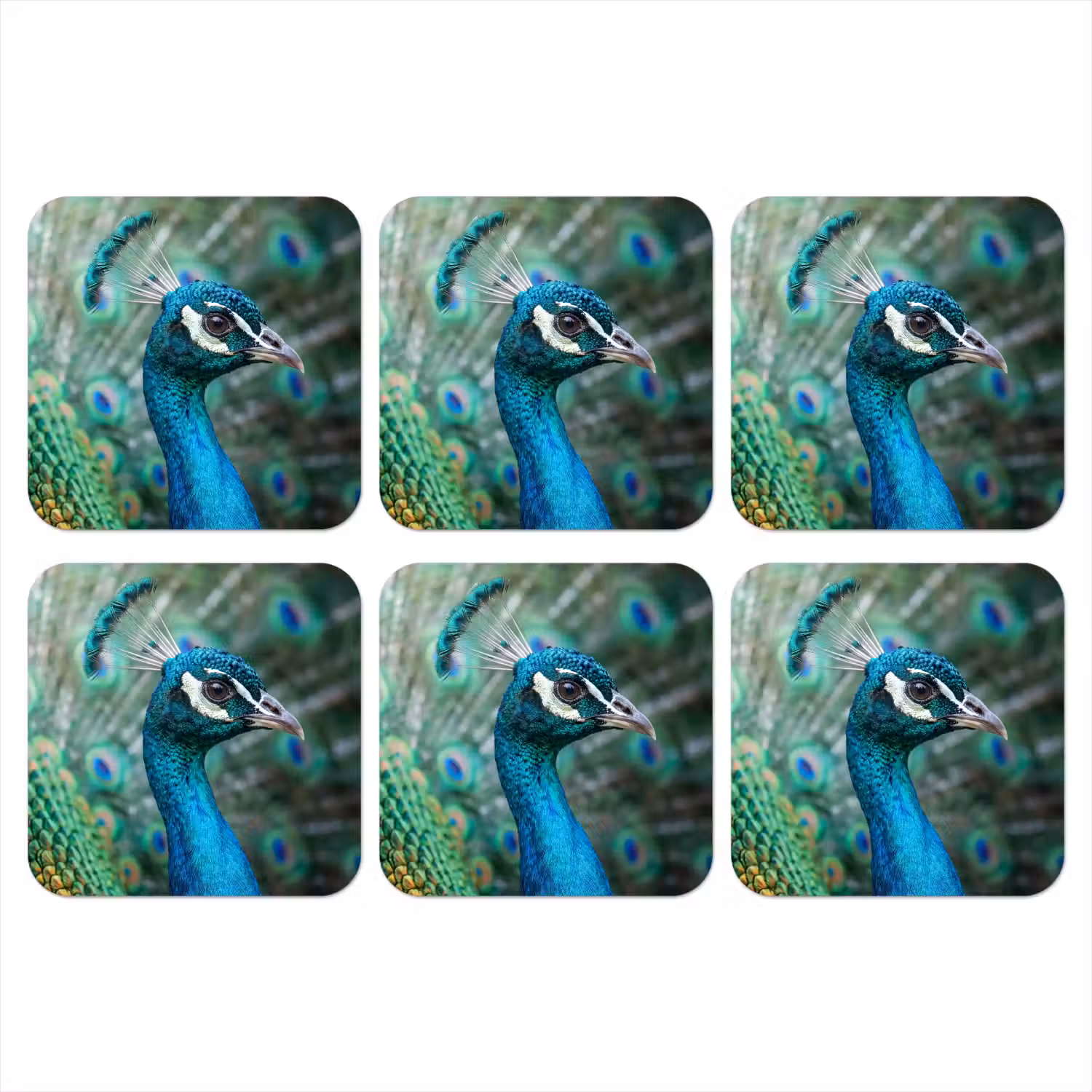 Pauw - Veren - Blauw onderzetter kurk middel -3d