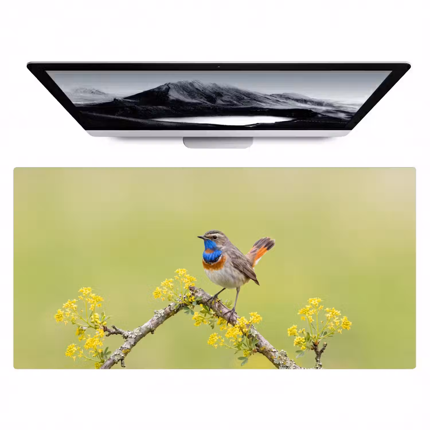 Vogel - Tak - Natuur - Kleurrijk Muismat XXL klein -zzz3d