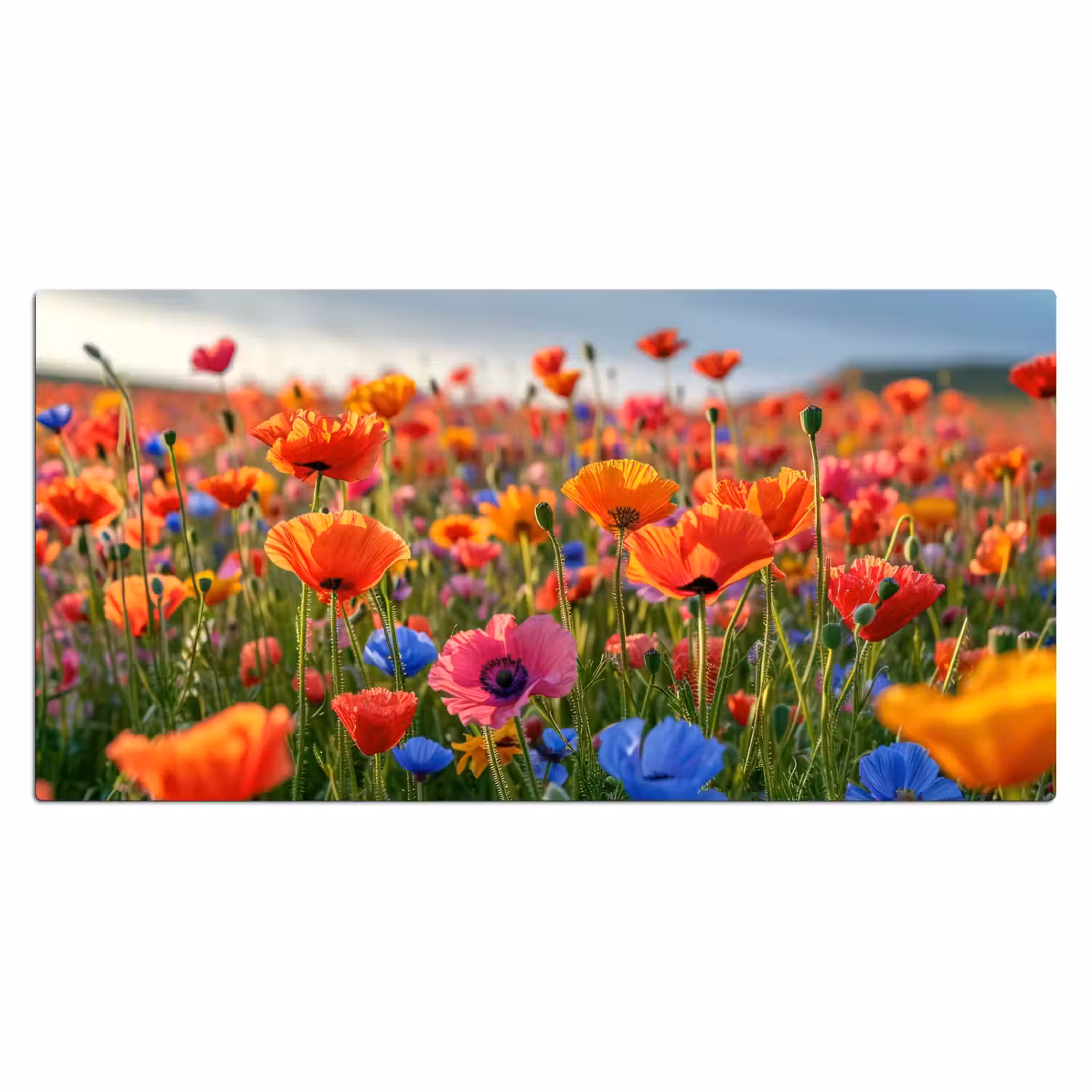bloemen-klaprozen-kleurrijk-natuur Muismat XXL klein -3d_leeg