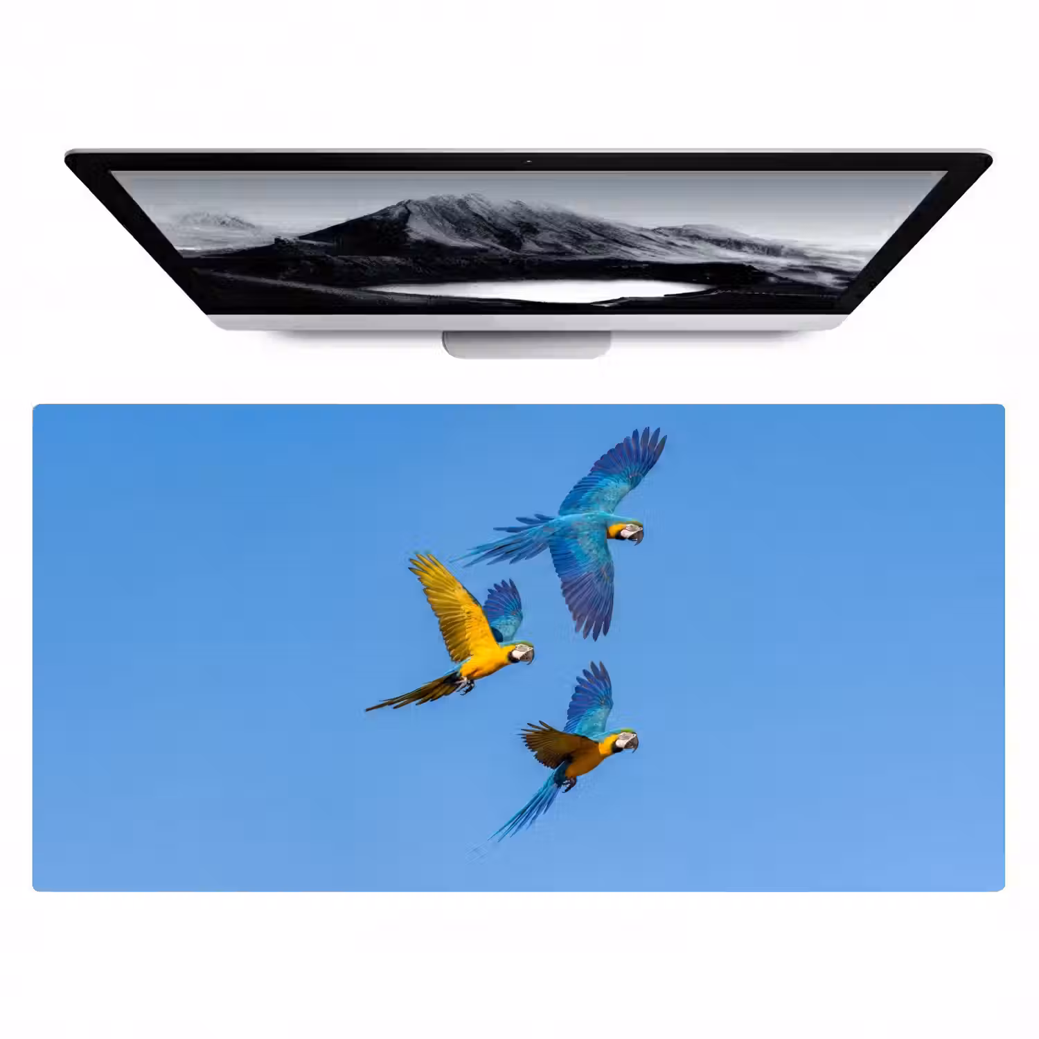 Papagaai - Vliegen - Blauw - Geel Muismat XXL klein -zzz3d