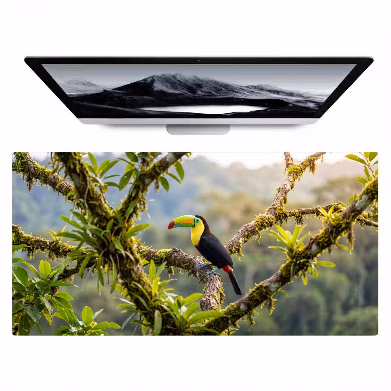 Toekan - Jungle - Natuur - Kleurrijk Muismat XXL klein -zzz3d