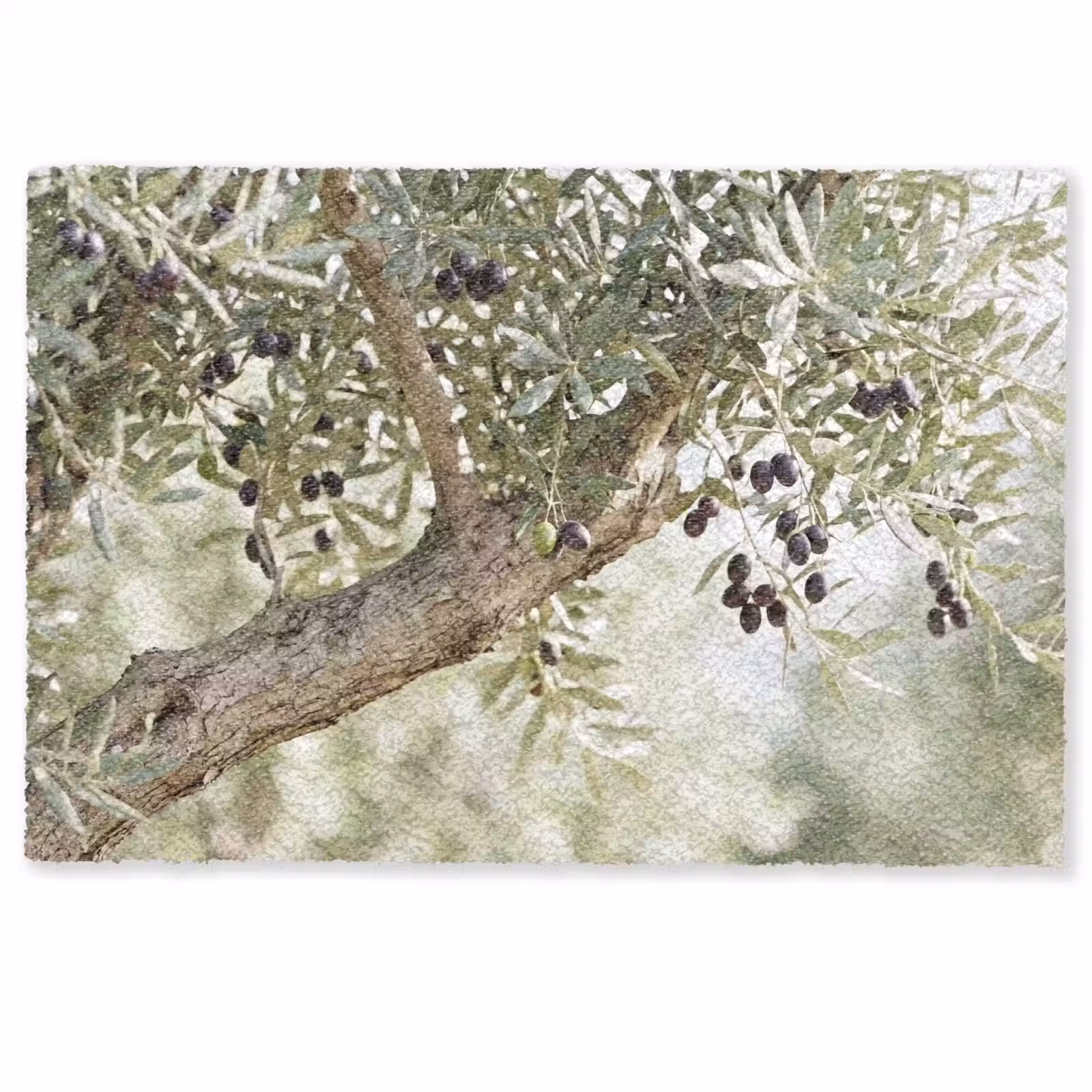 Doormat - Olive tree - branch - green - Olijfboom - tak - groen Deurmat klein
