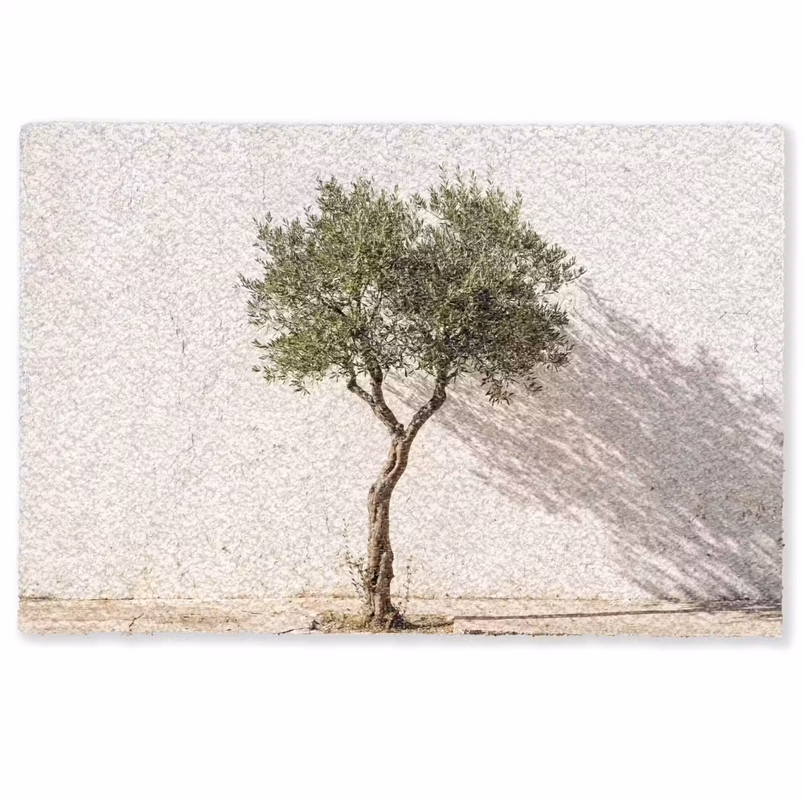 Doormat - Olive Tree - Wall - White - Olijfboom - muur - wit Deurmat klein