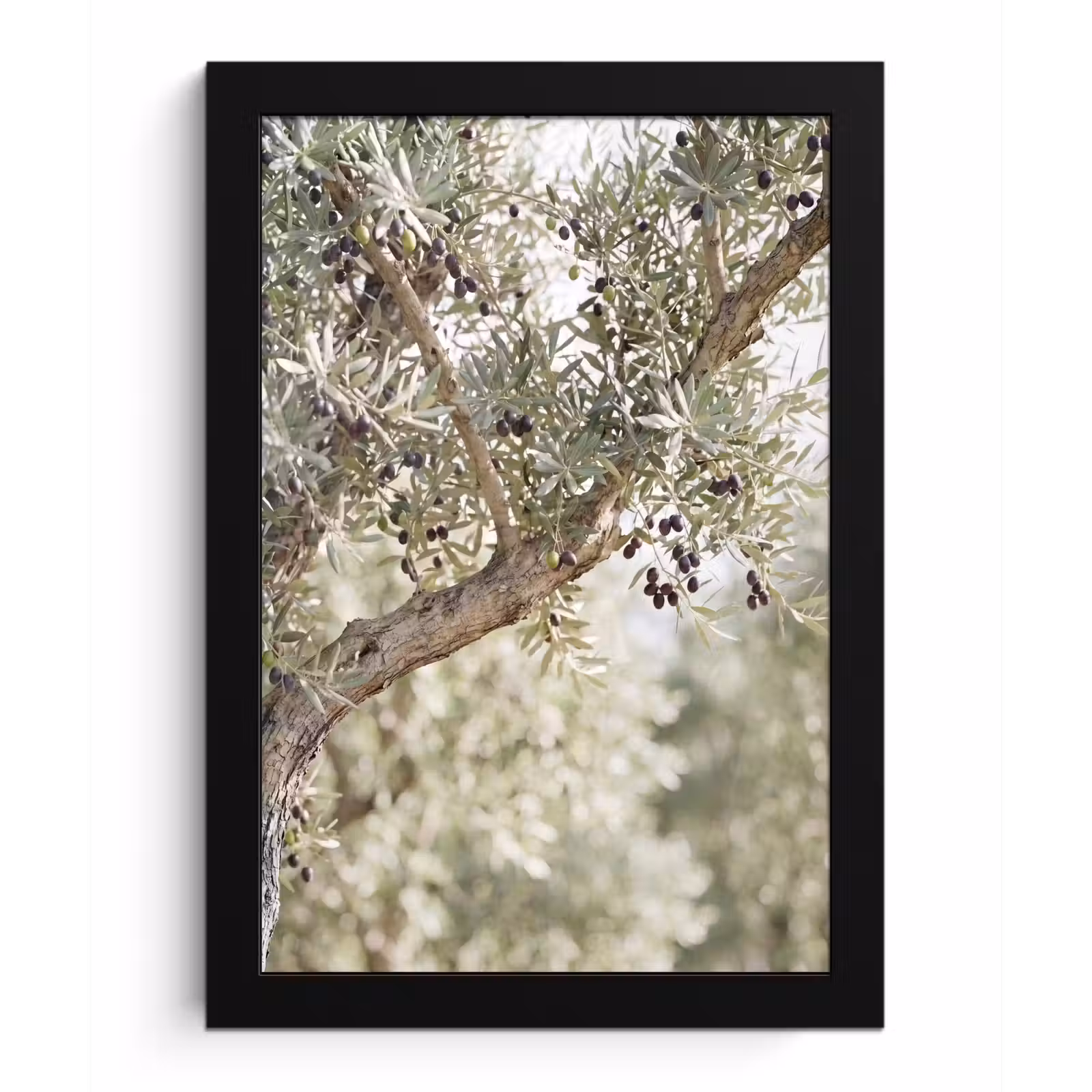 Framed Prints - Olive tree - branch - green - Olijfboom - tak - groen fotolijst zwart zonder passe partout klein