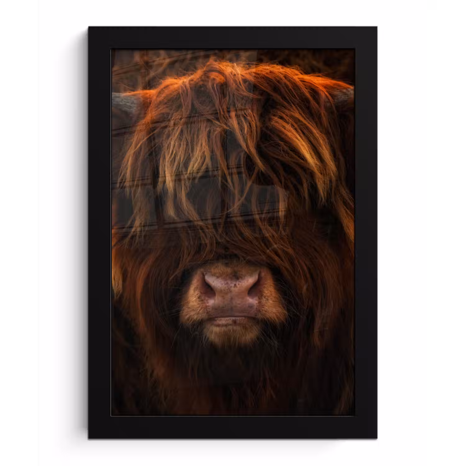 Schotse Hooglander - Koe - Zwart - Portret fotolijst zwart zonder passe partout klein -3d