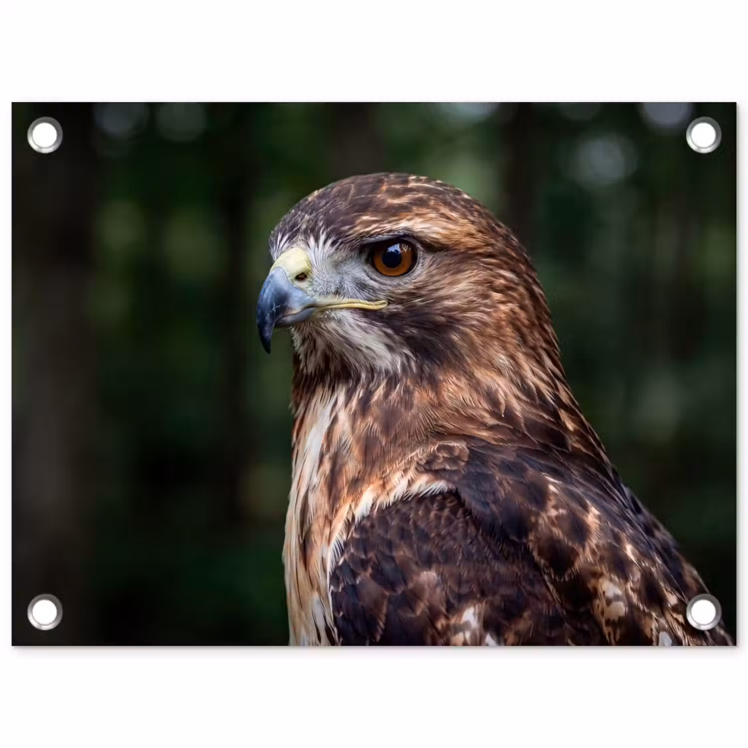 Buizerd - Roofvogel - Natuur - Bruin tuinposter los doek klein -3d