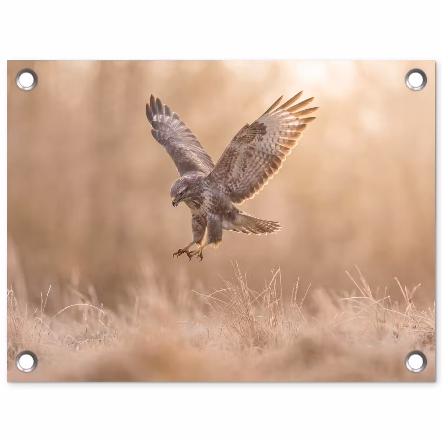 Buizerd - Roofvogel - Natuur - Bruin tuinposter los doek klein -3d
