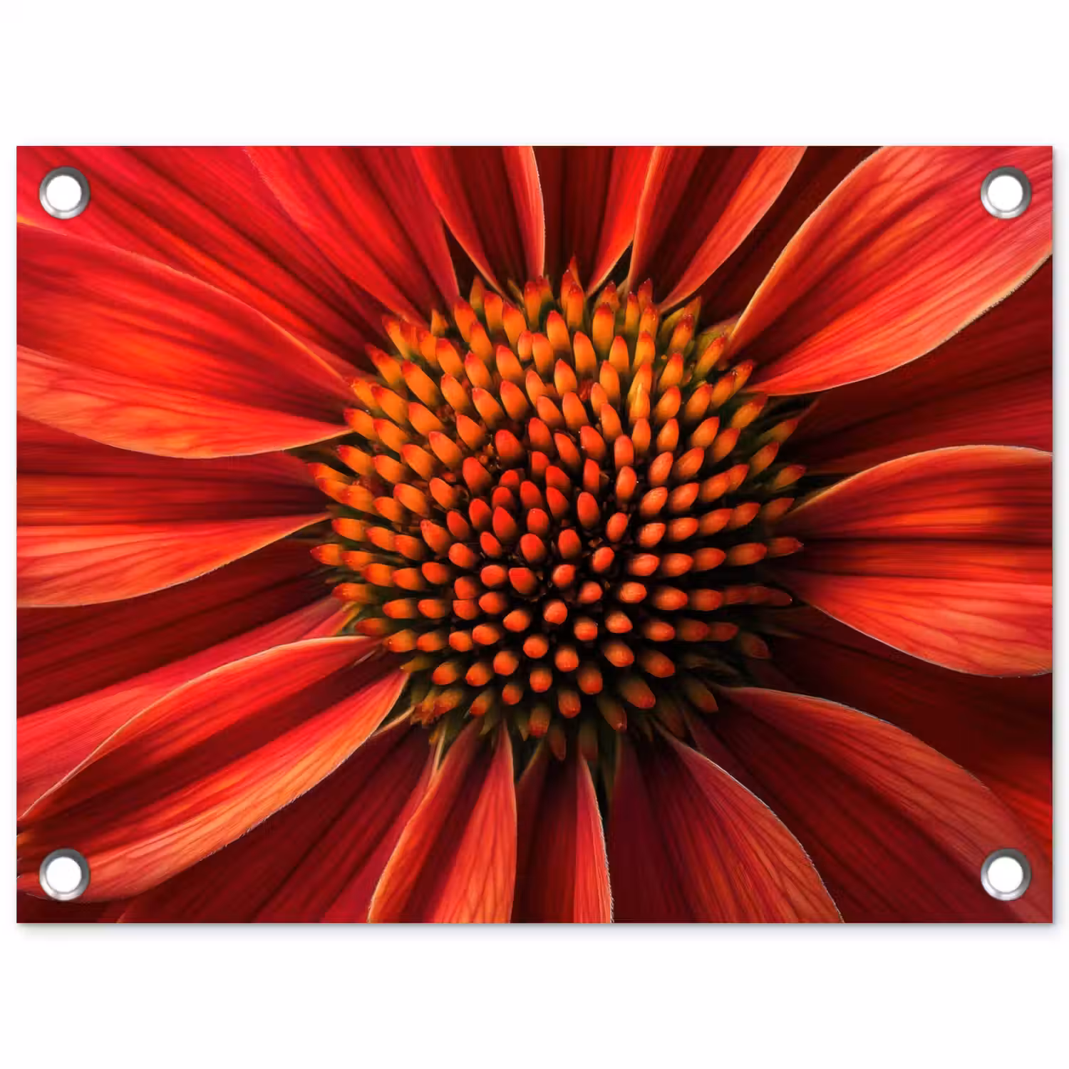 Close up - Bloem- Rood tuinposter los doek klein -3d