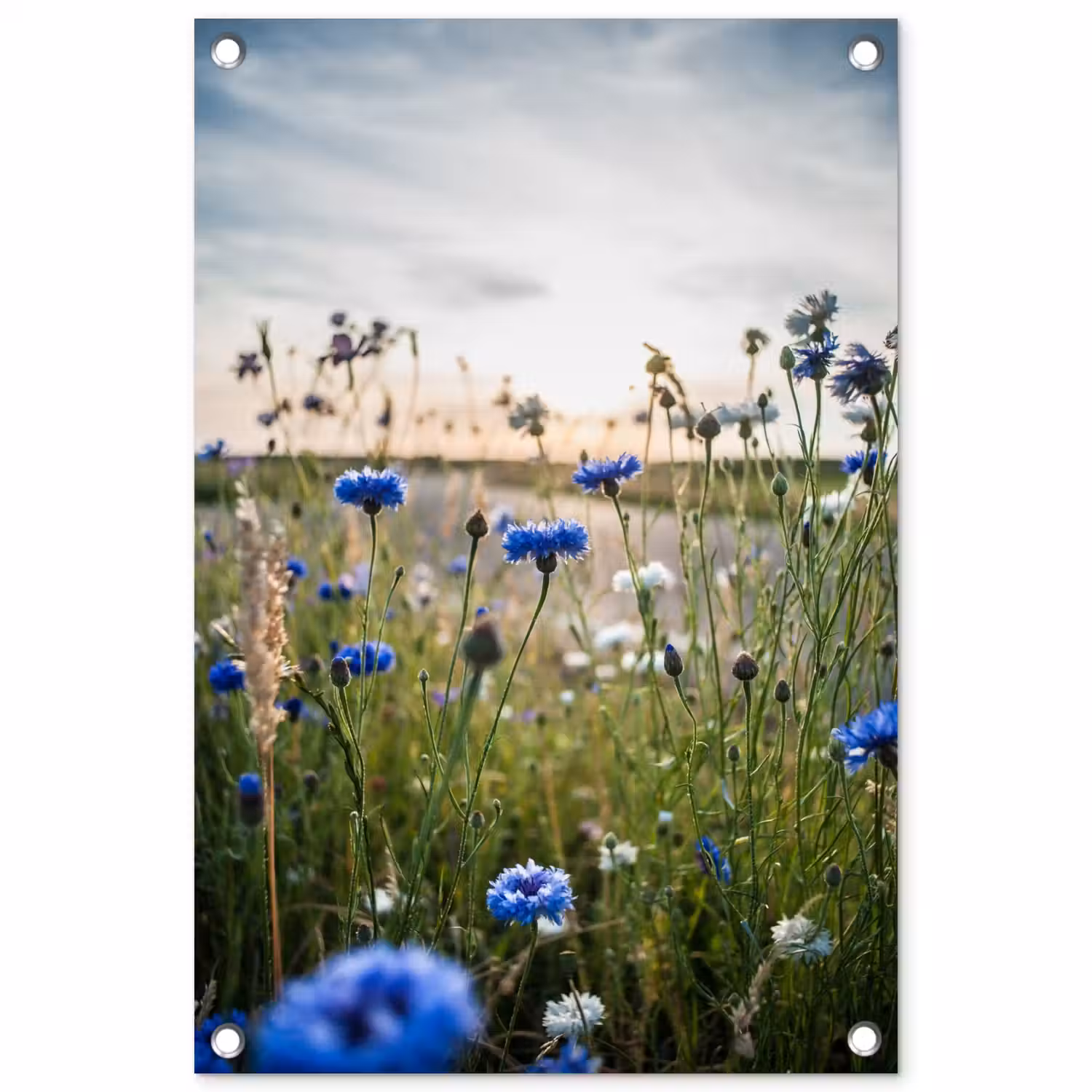 Korenbloemen bij zonsondergang tuinposter los doek klein -3d