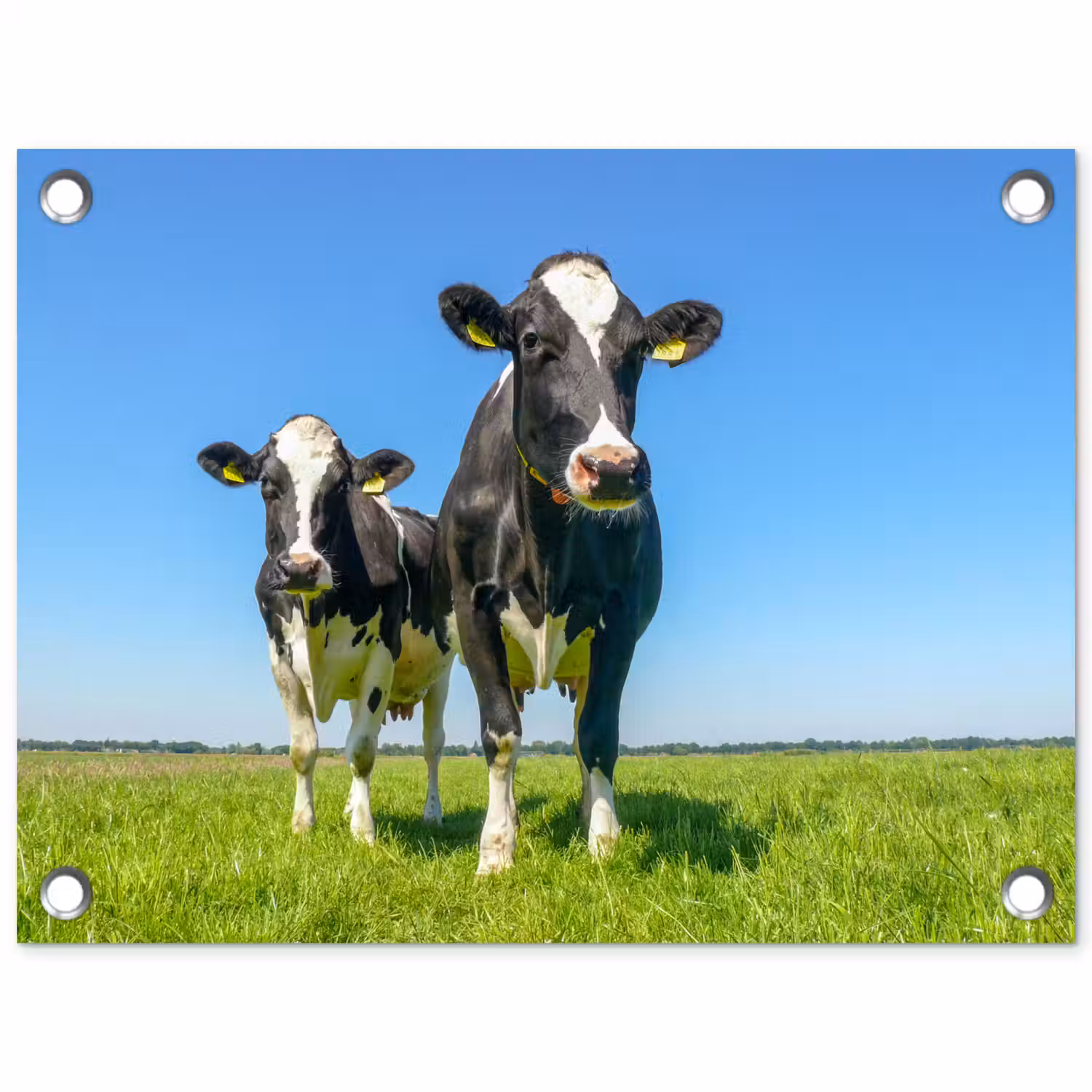Koeien - Weiland - Gras - Dieren - Boerderij tuinposter los doek klein -3d