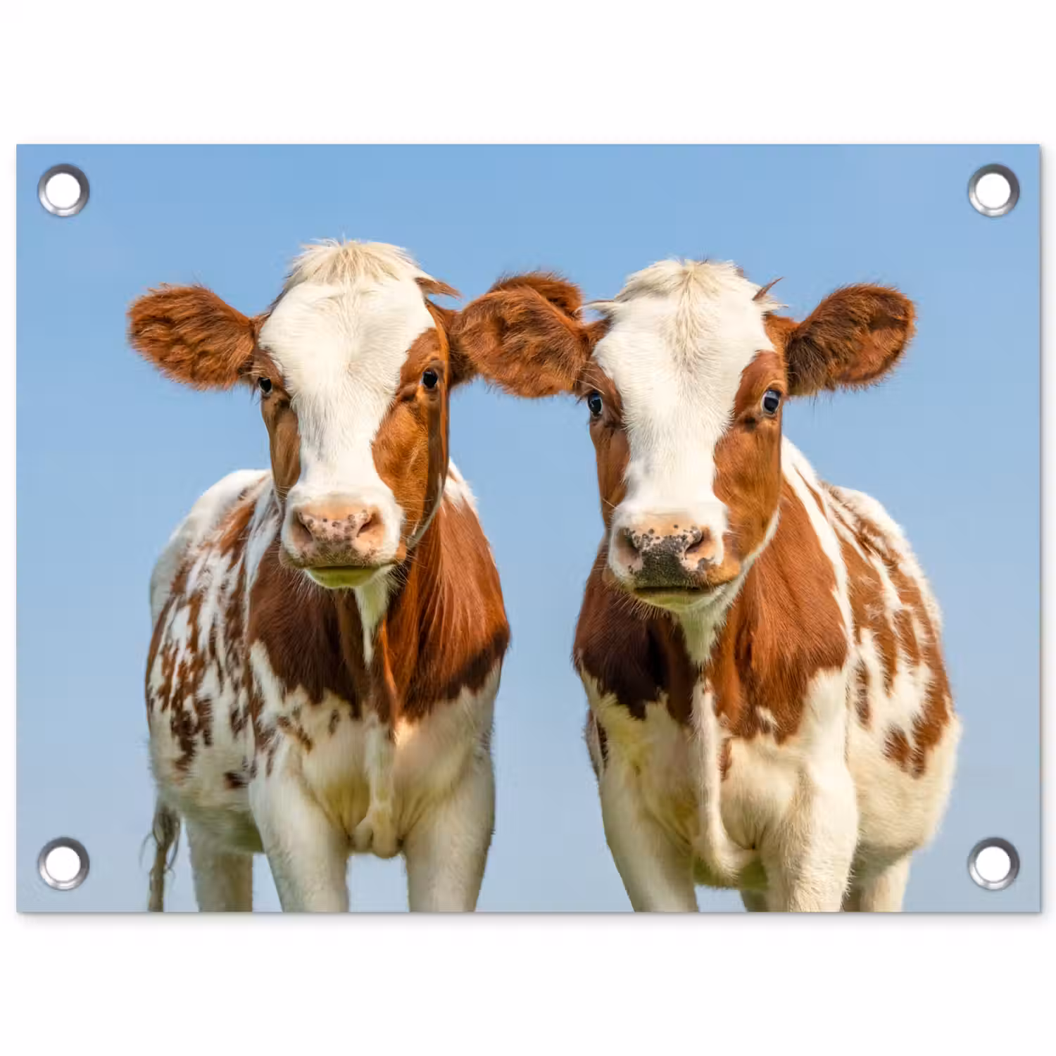 Koeien - Lucht - Dieren - Boerderij - Portret tuinposter los doek klein -3d