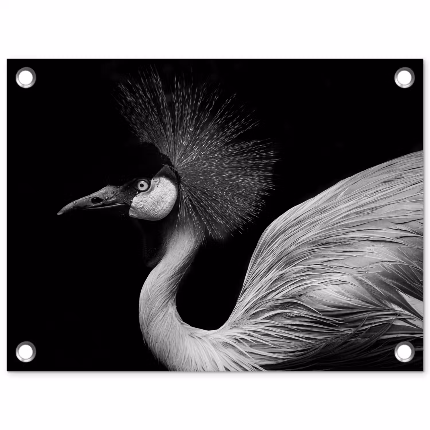 Kraanvogel - Zwart - Wit - Vogel - Dieren tuinposter los doek klein -3d