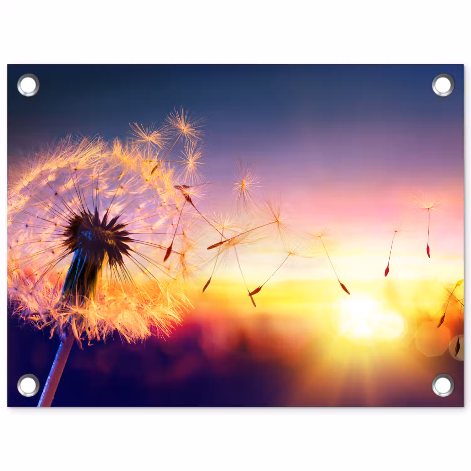 Paardenbloem - Bloemen - Zonsondergang - Horizon - Nacht tuinposter los doek klein -3d